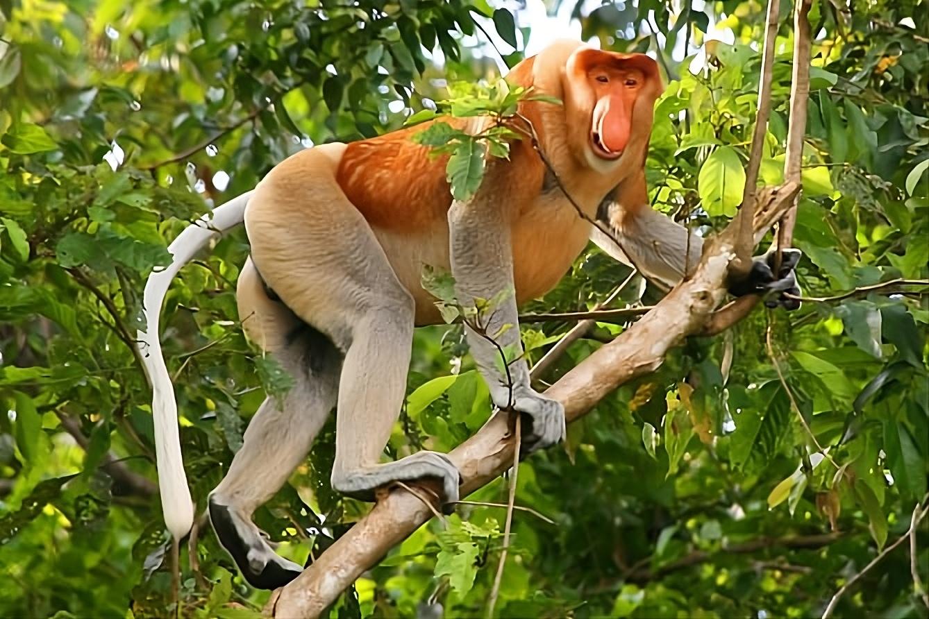 Bako National Park Wildlife Day Trek