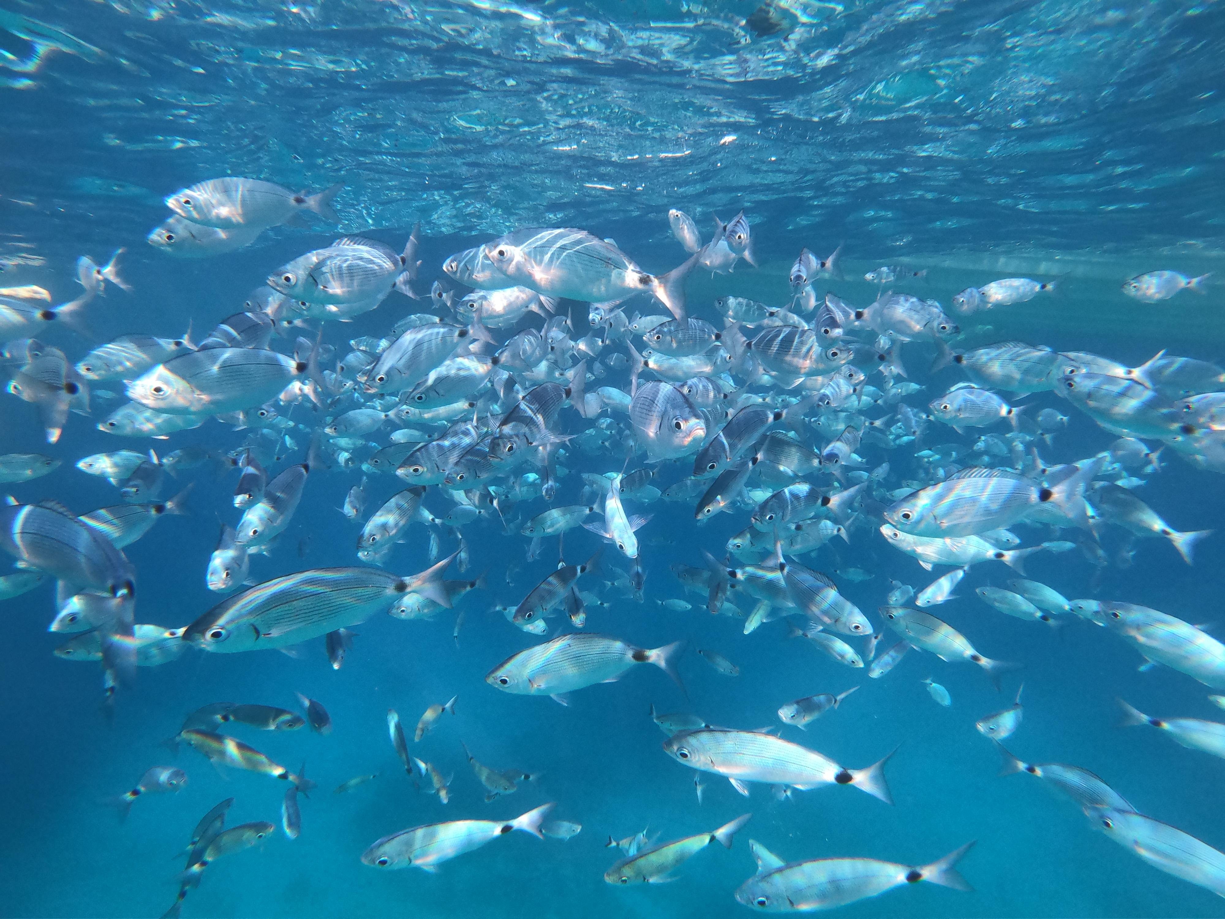Zingaro Sea Safari & Snorkeling Adventure