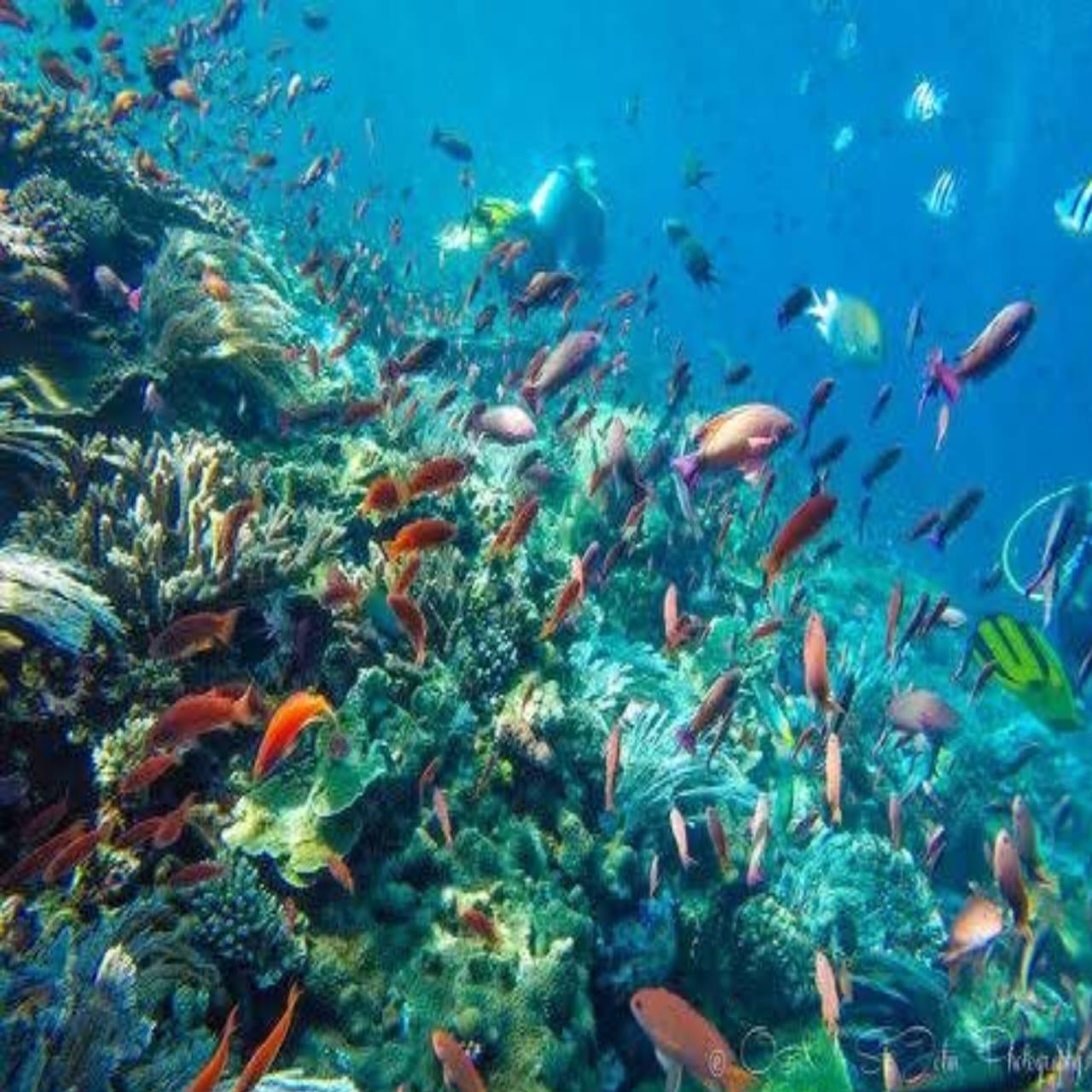 Two-Day Whale Shark Expedition from Lombok to Sumbawa