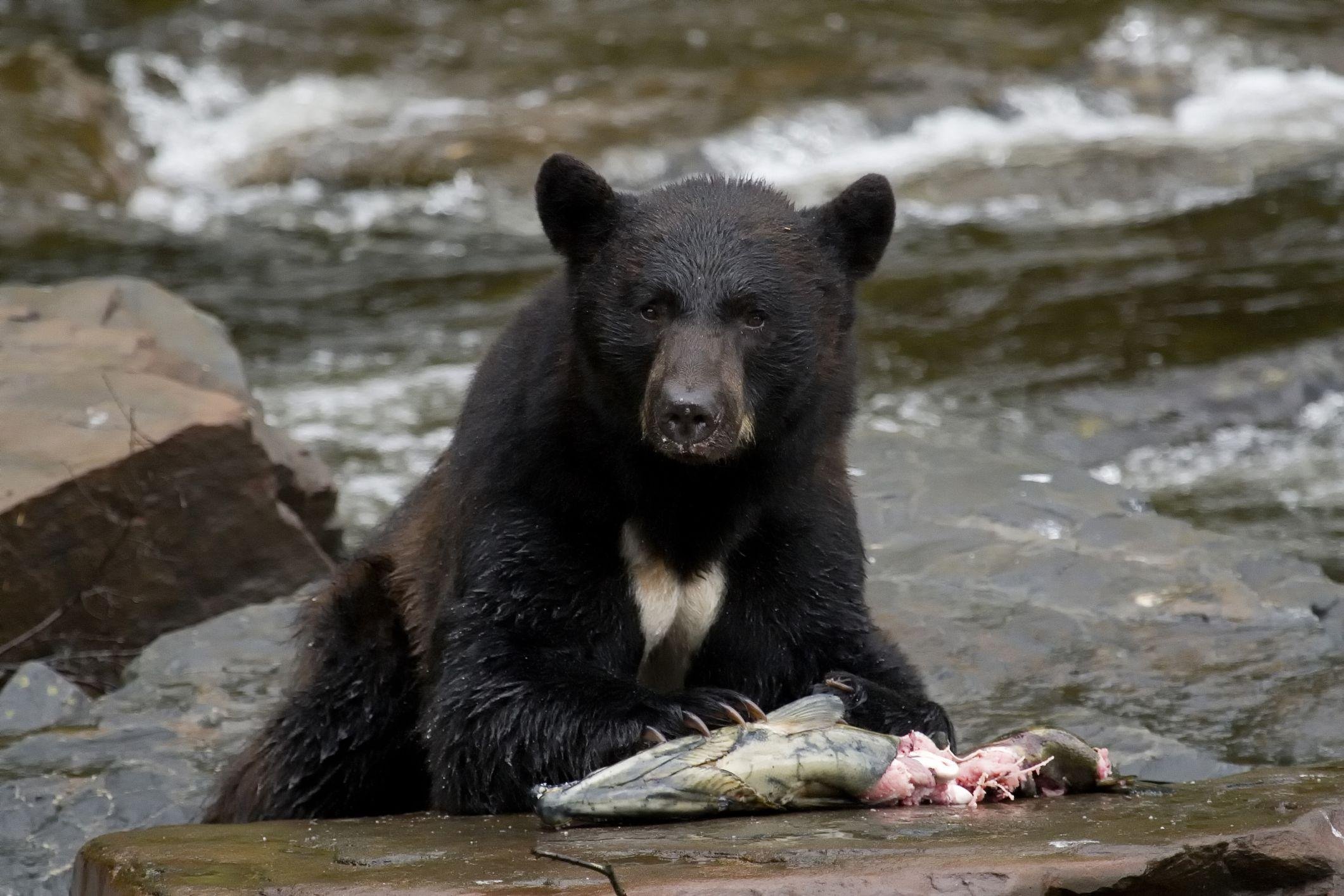 Neets Bay Black Bear Observation & Wildlife Cruise