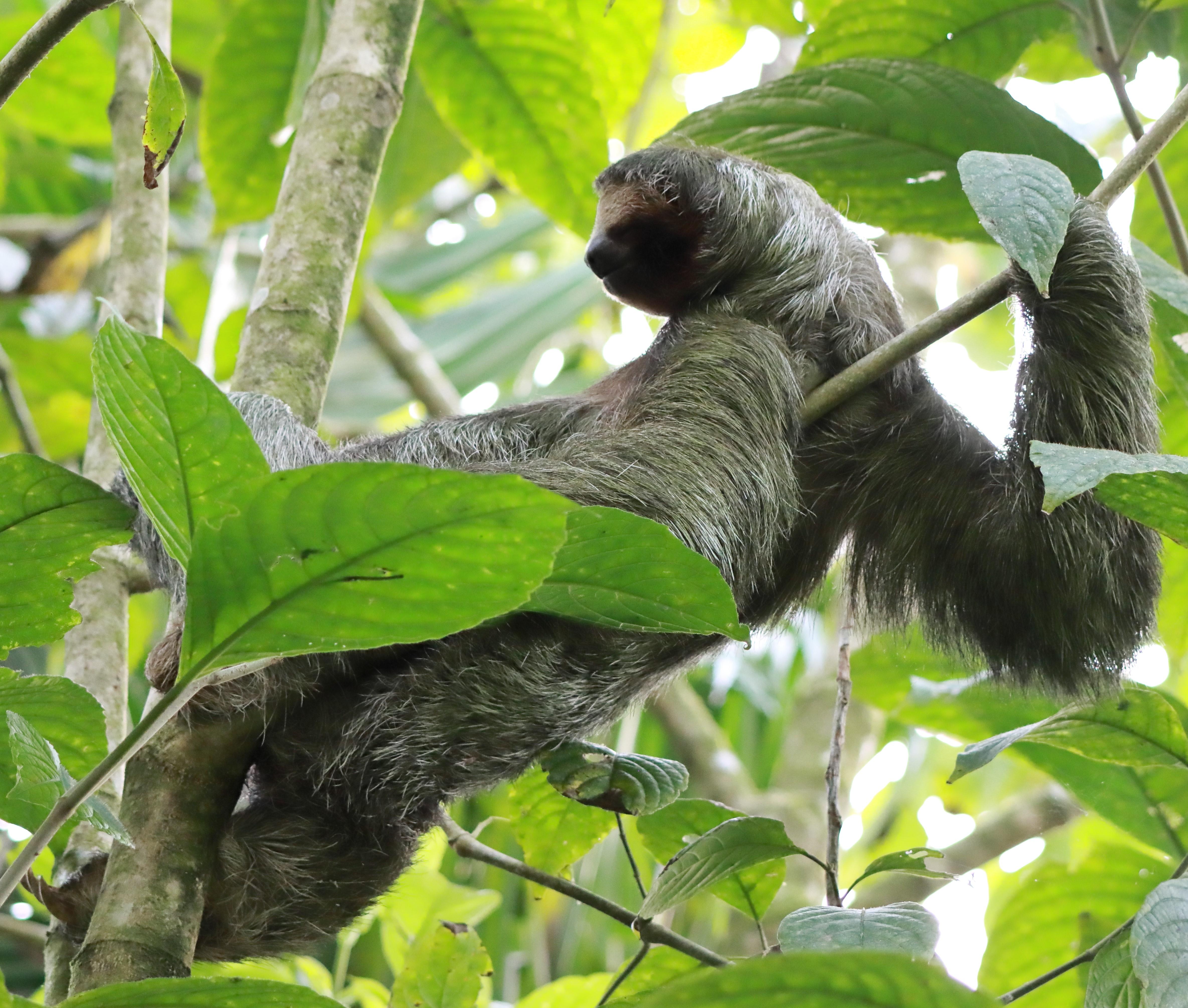 Sloth Encounter & Traditional Tortilla Making in La Fortuna