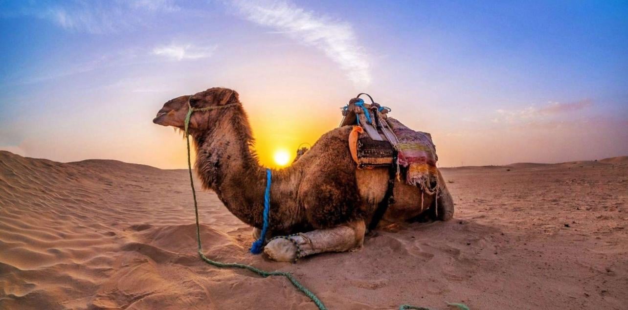 Doha Desert Safari: Sunset Dune Bashing, Camel Ride & Sandboarding