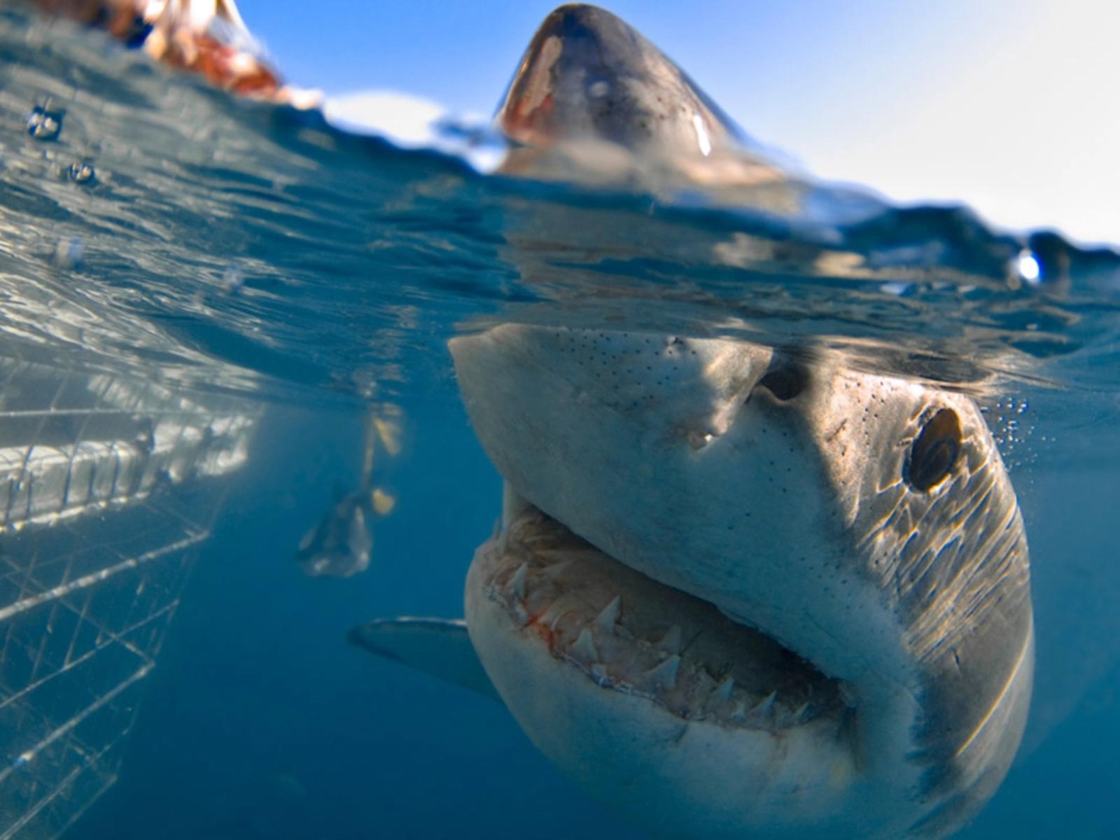 Great White Shark Cage Diving Day Trip from Cape Town