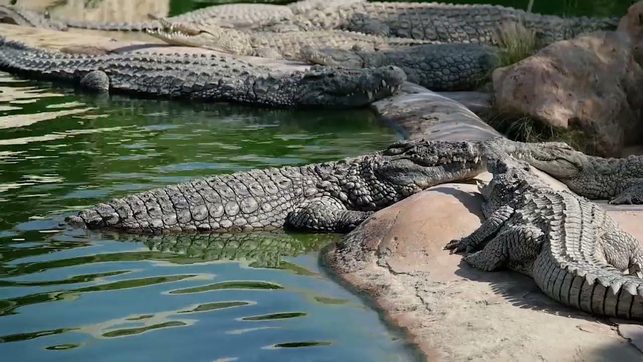 Djerba Explore Park: Crocodile Farm & Lalla Hadria Museum