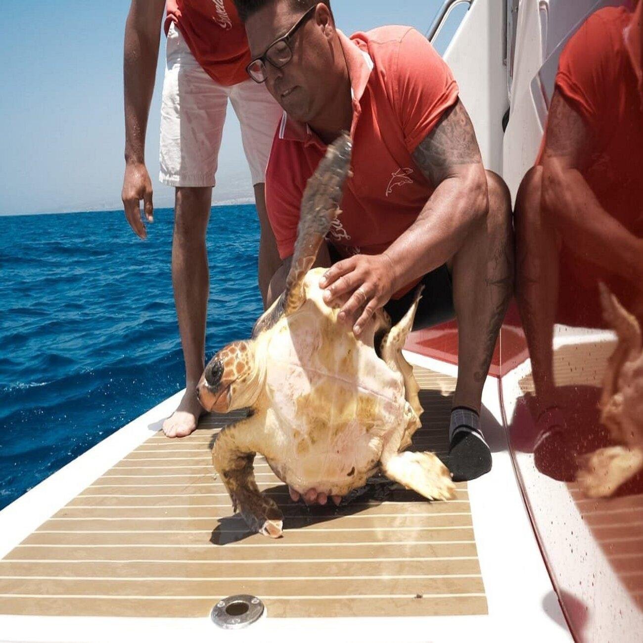 Tenerife Eco-Yacht Whale & Dolphin Watching Cruise