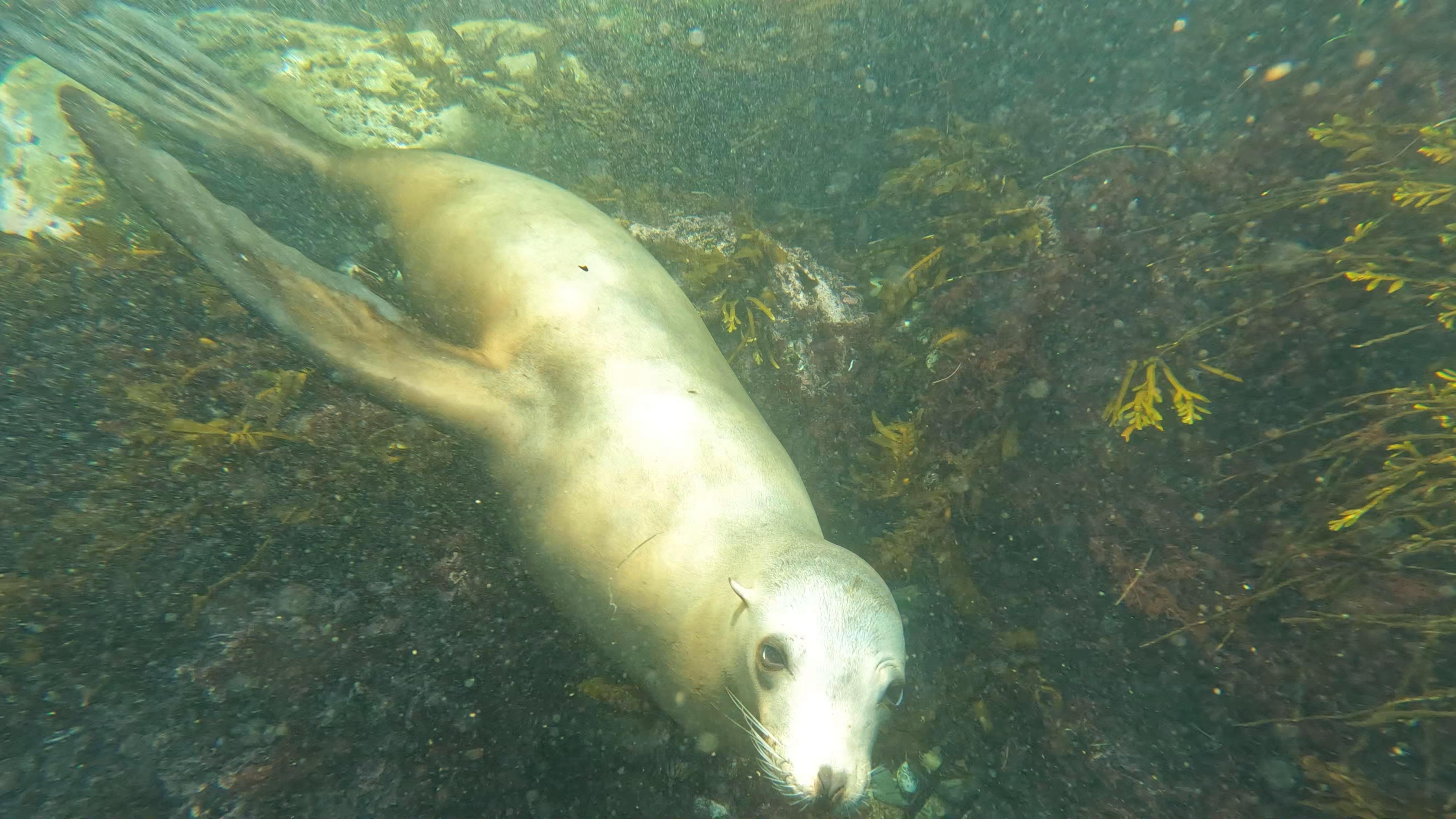 La Jolla Cove Sea Lions & Cave Snorkel Tour - 2026 (Verified Reviews)