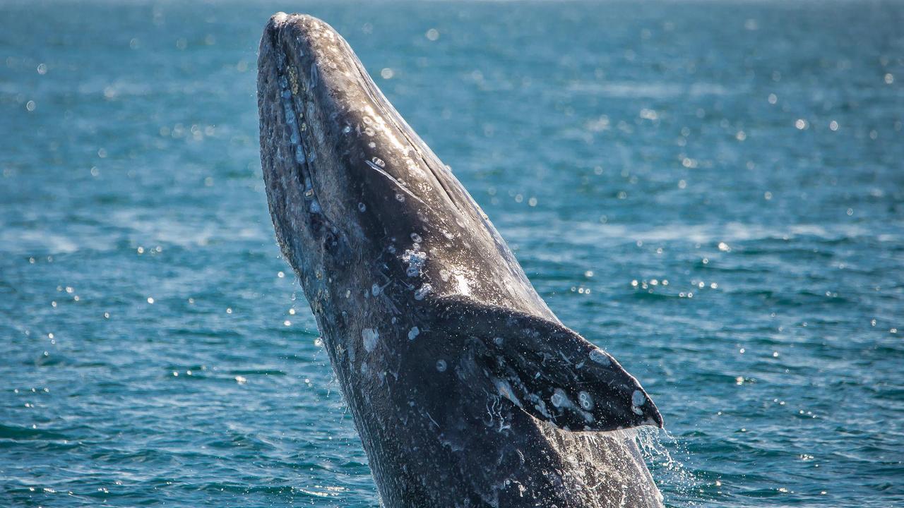 Long Beach: Whale and Dolphin Watching Cruise