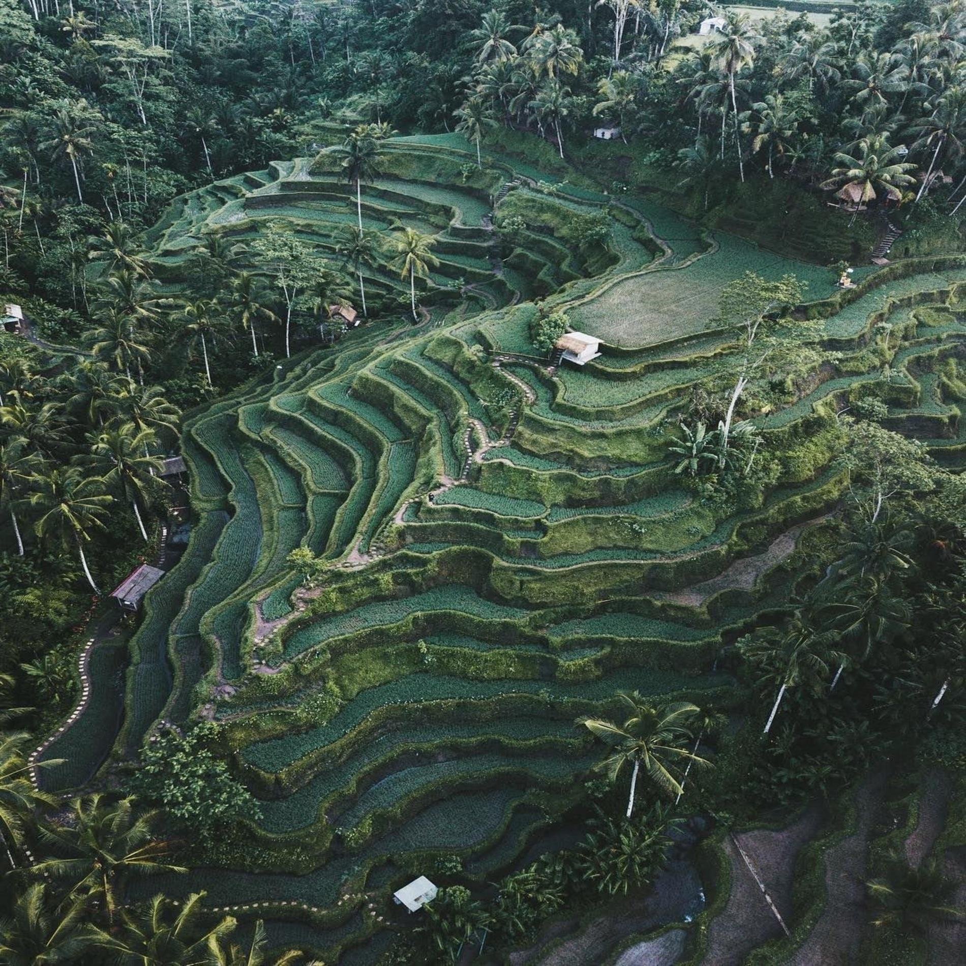 Ubud Highlights & Tirta Empul Purification Ritual