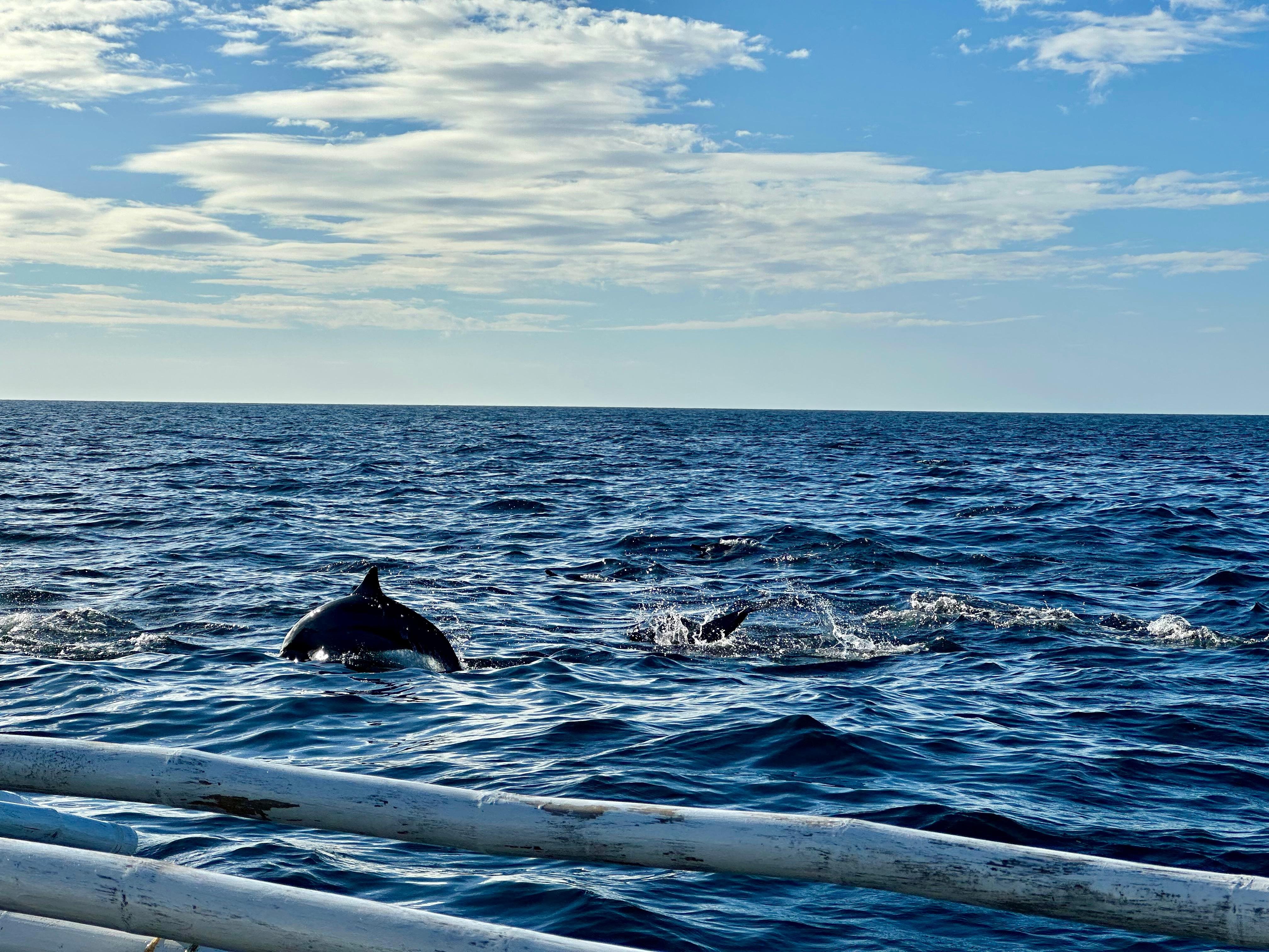 Bohol Private Island Hopping: Balicasag & Dolphin Watching