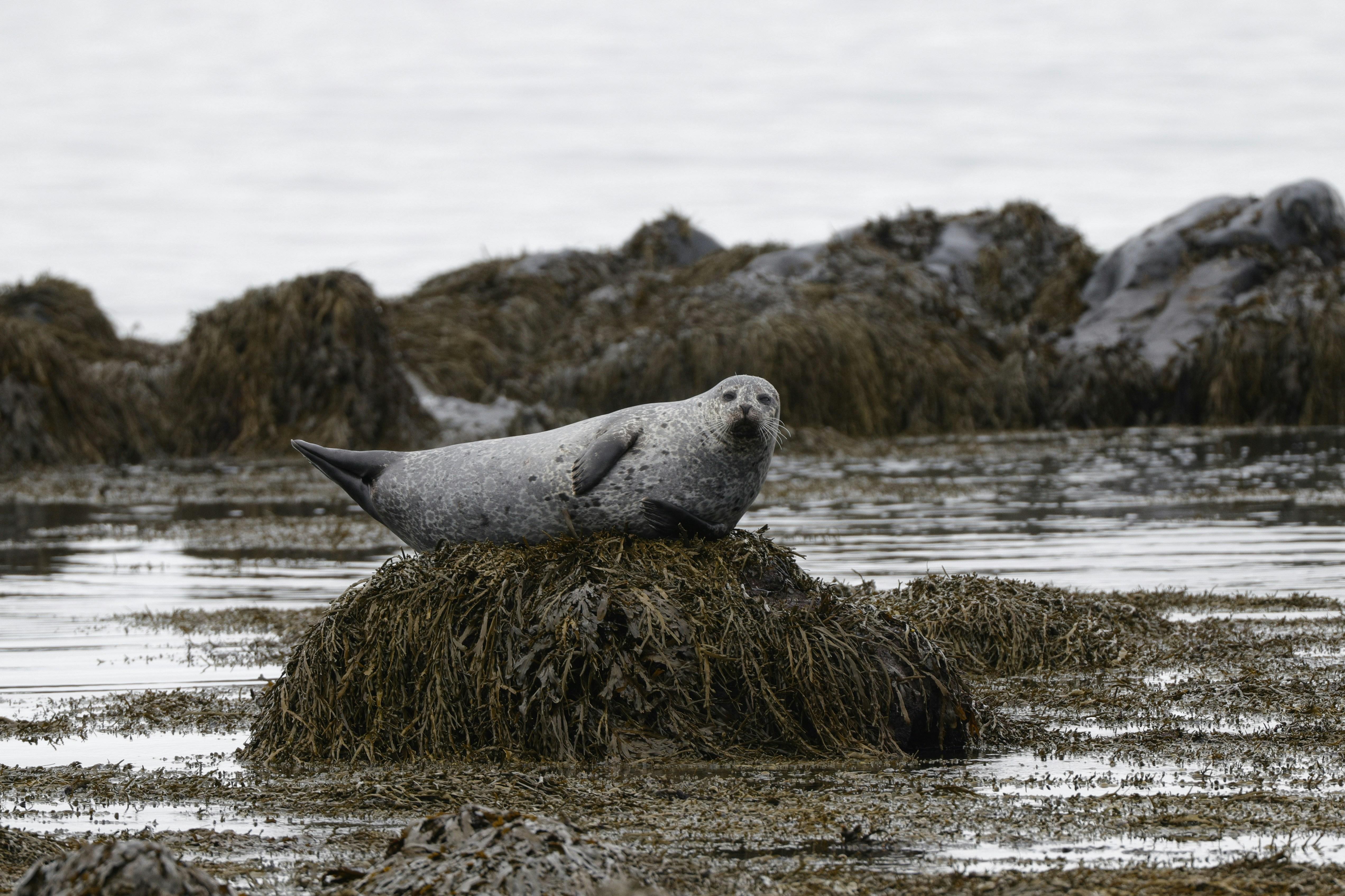 Westfjords Seal Colony & Avalanche Village Explorer