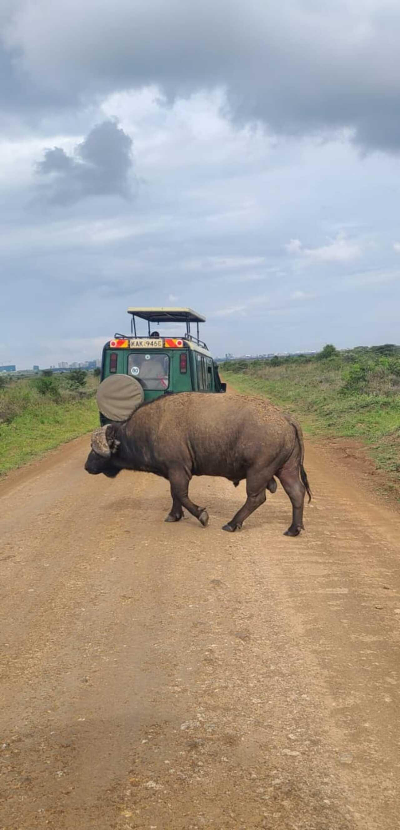 Nairobi National Park 5-Hour 4x4 Wildlife Safari