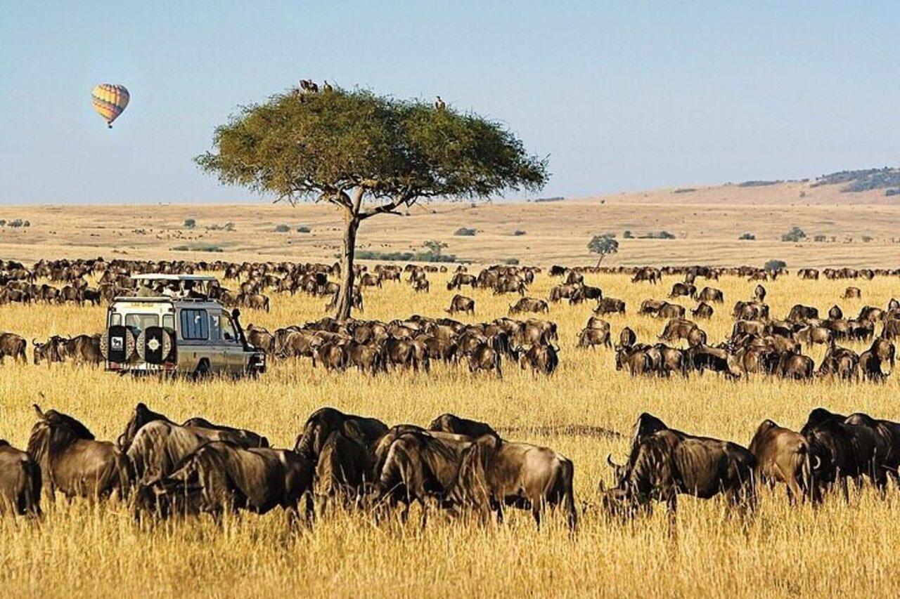 Full-Day Masai Mara Safari from Nairobi