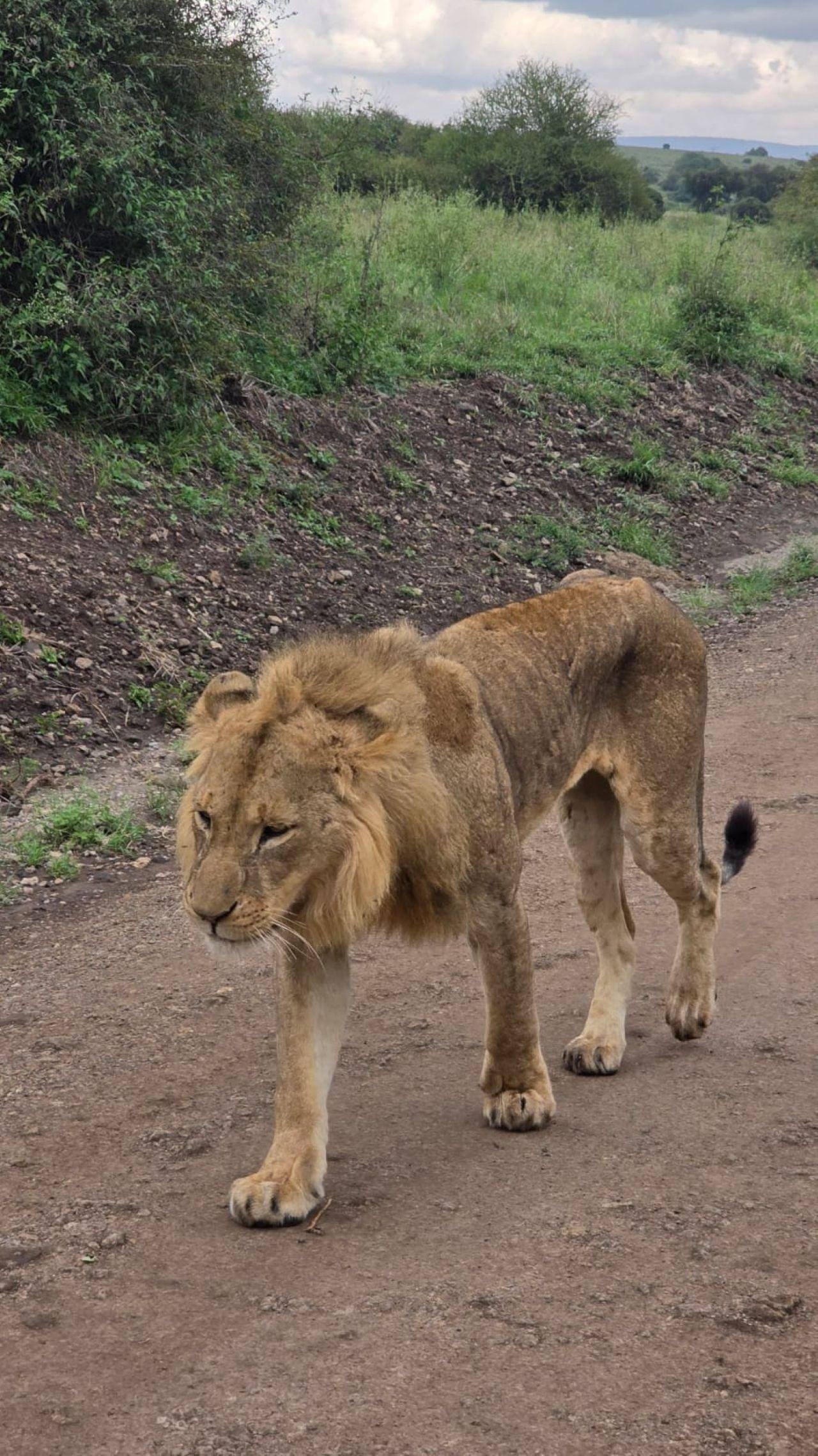 Nairobi Safari: National Park, Elephant Orphanage & Giraffe Center
