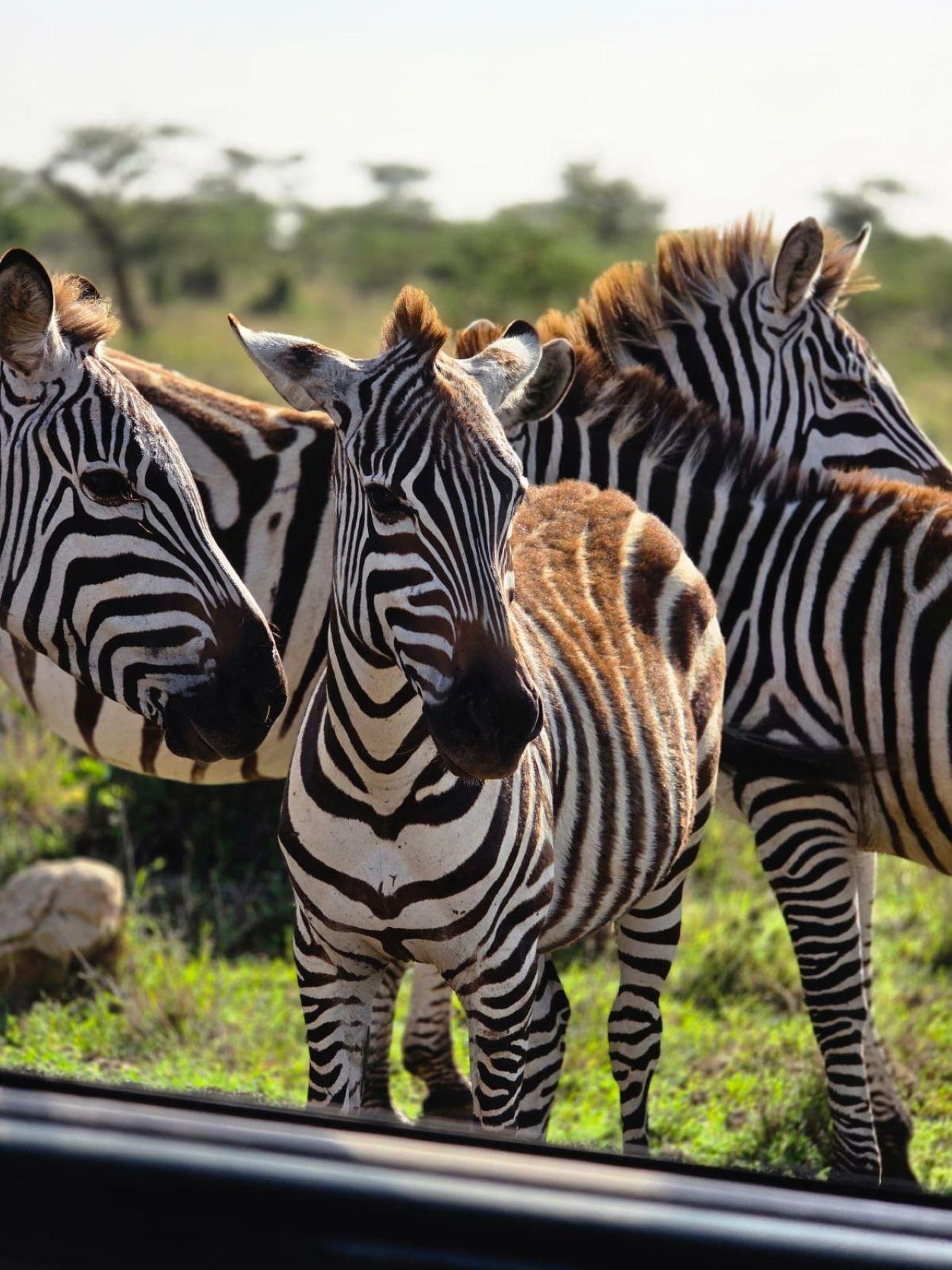 Nairobi National Park Twilight Safari & Sundowner