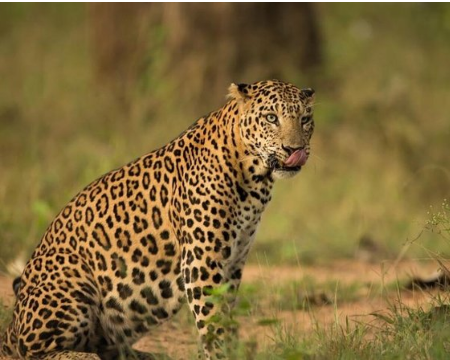 Jaipur Leopard Safari: Jhalana & Amargarh Private Day Tour