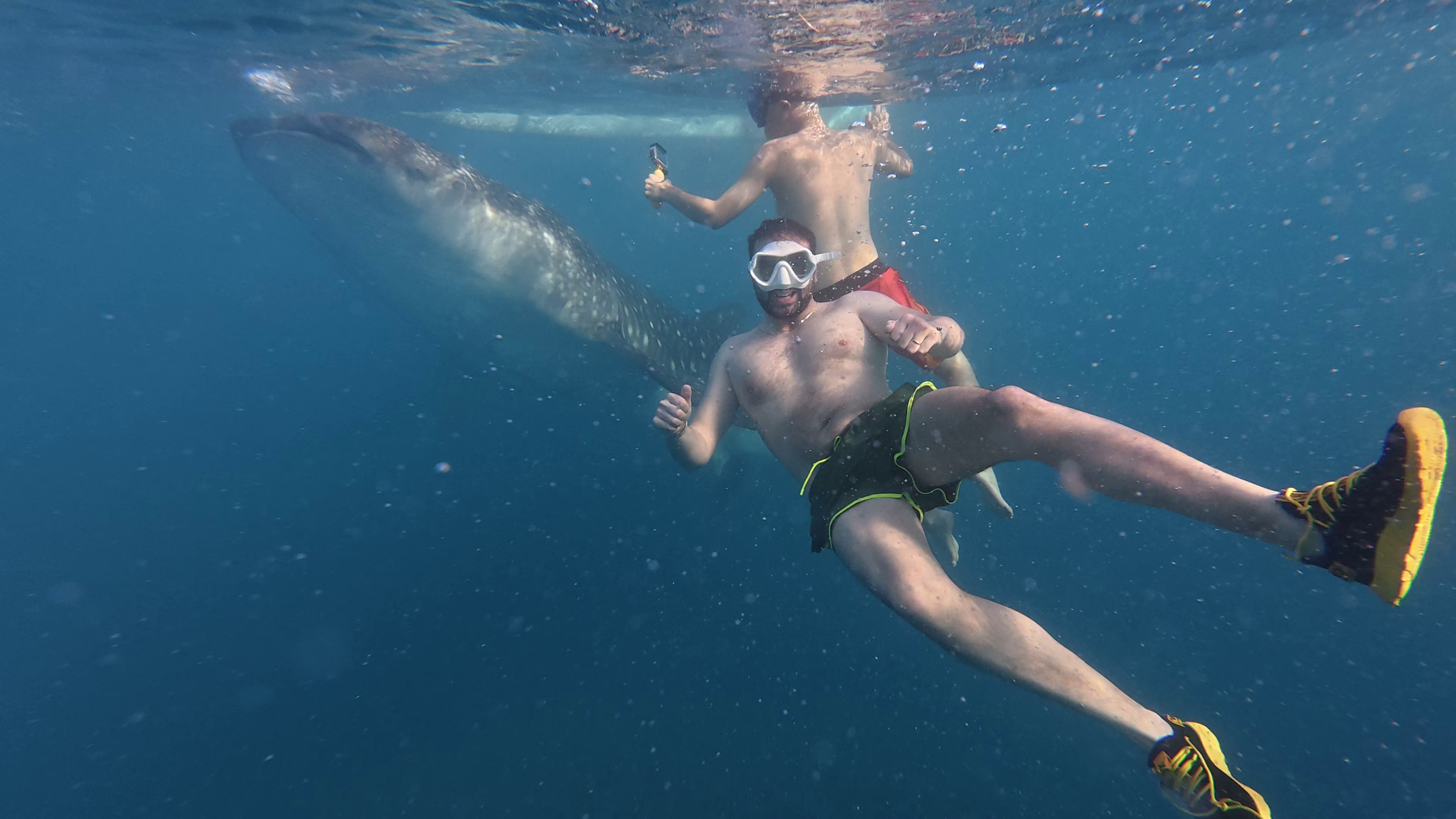 Cebu Triple Adventure: Whale Sharks, Sardine Run & Inambakan Falls