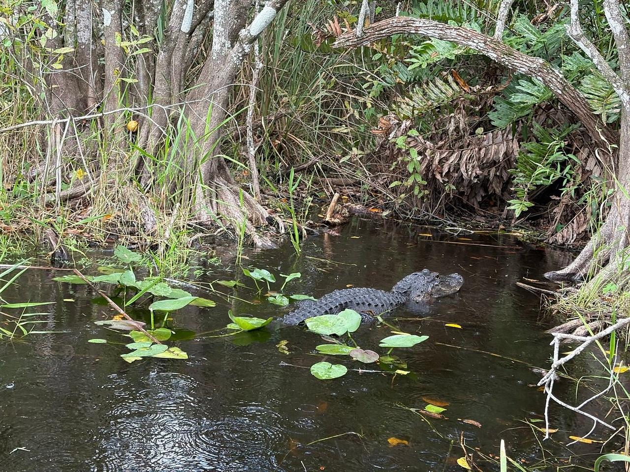 Everglades Small-Group Airboat Adventure