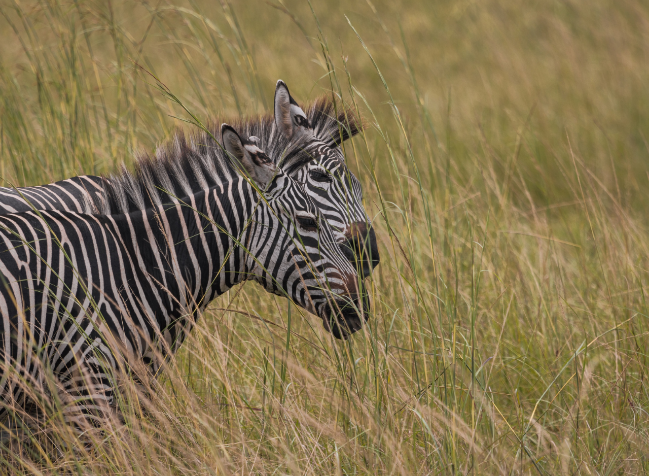 Zanzibar to Mikumi: Fly-In Safari Day Trip by Twin-Engine Plane