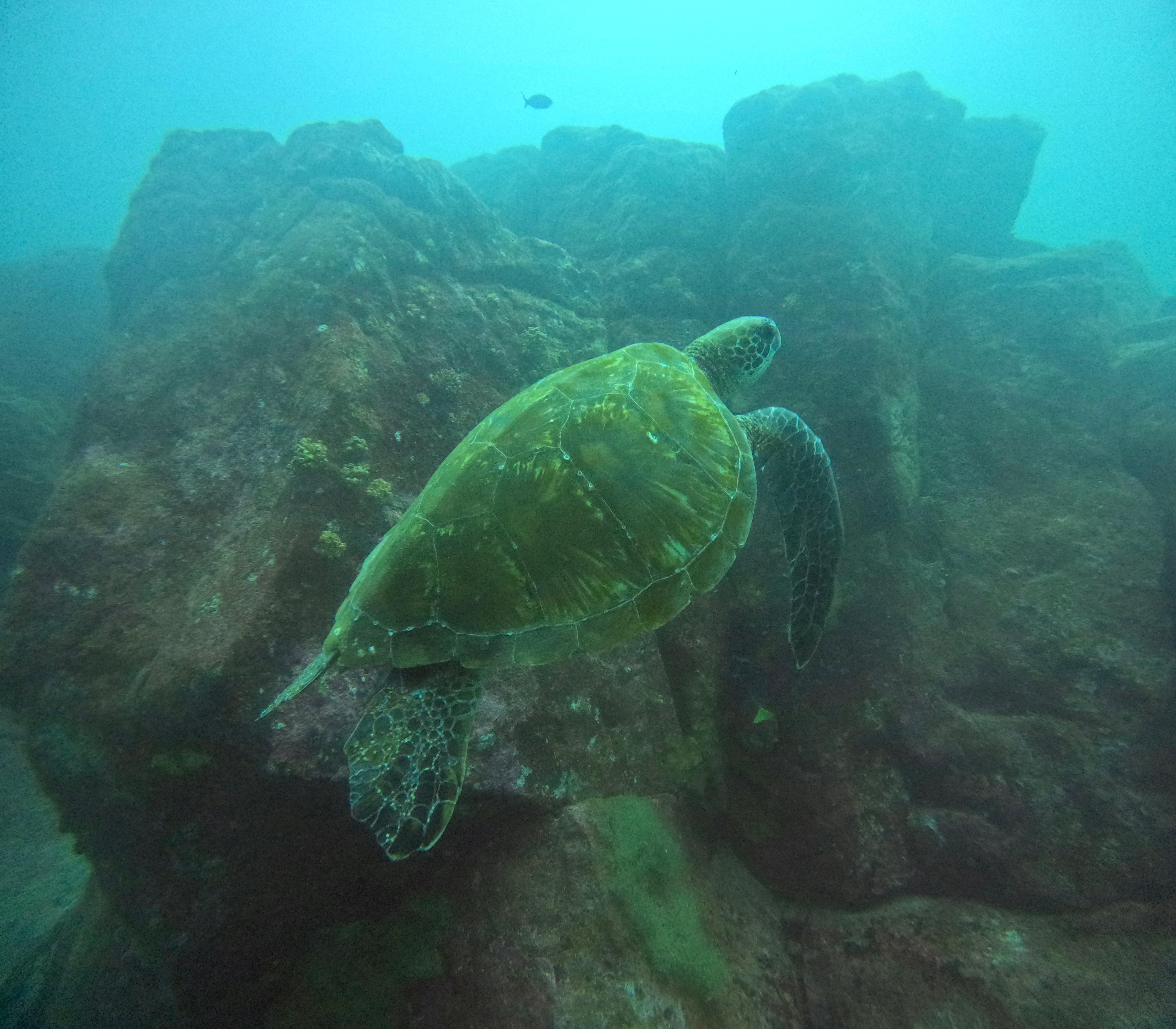 Full-Day Galapagos Beginner Scuba & Snorkel Adventure