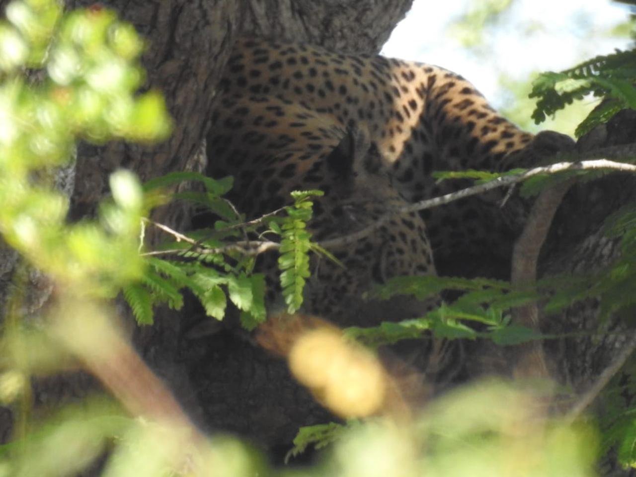 Yala National Park Jeep Safari