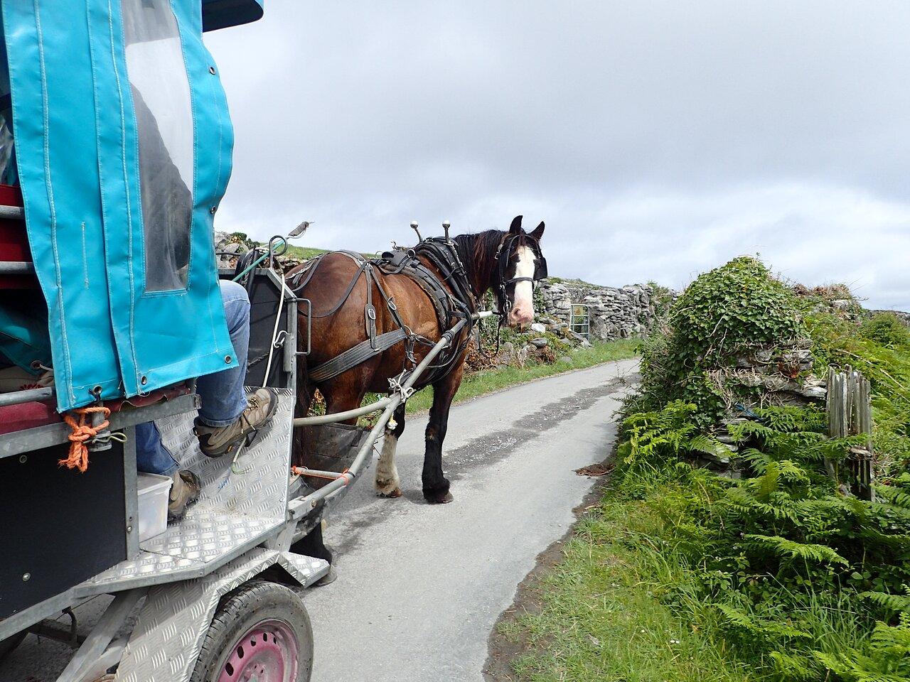 Aran Islands & Cliffs of Moher Full-Day Tour from Galway
