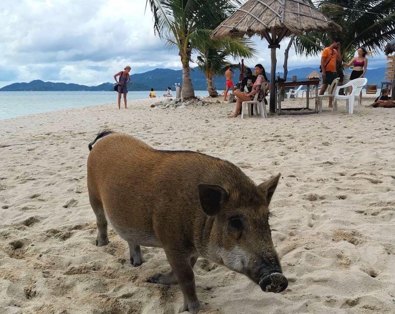Private Longtail Boat Tour: Koh Madsum Pig Island & Snorkeling