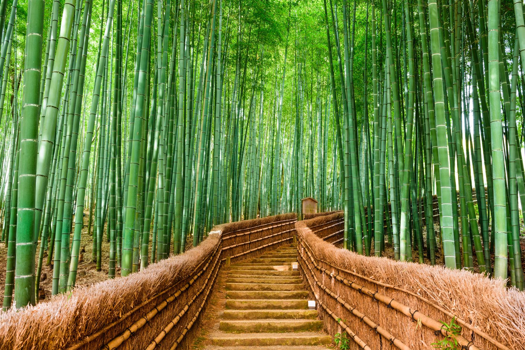 Kyoto Temples & Nara Deer Park Small Group Tour from Osaka