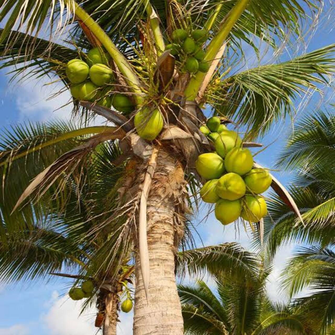 Zanzibar Private Spice Farm Tour with Local Guide