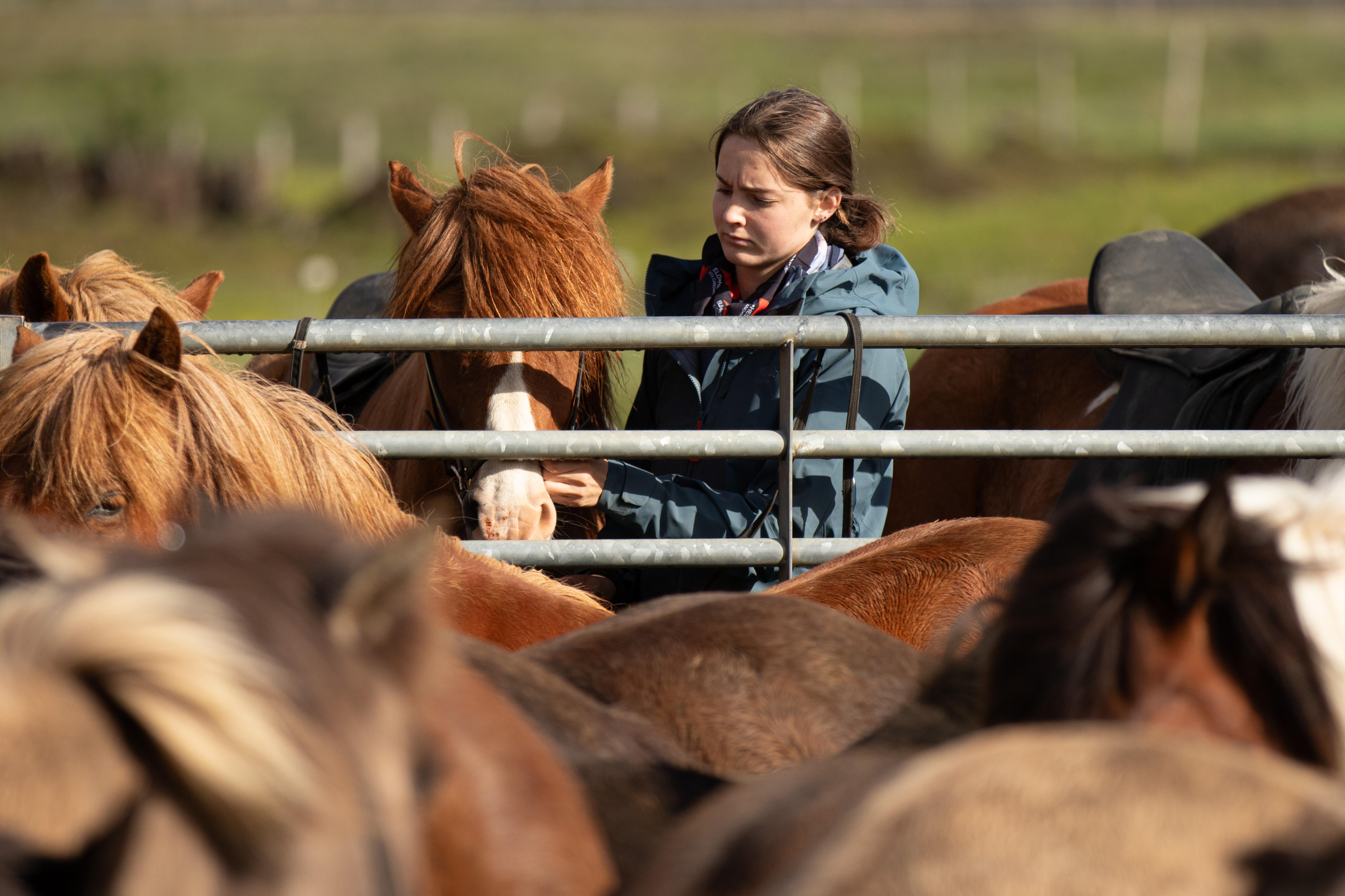 Hveragerdi Horseback Adventure