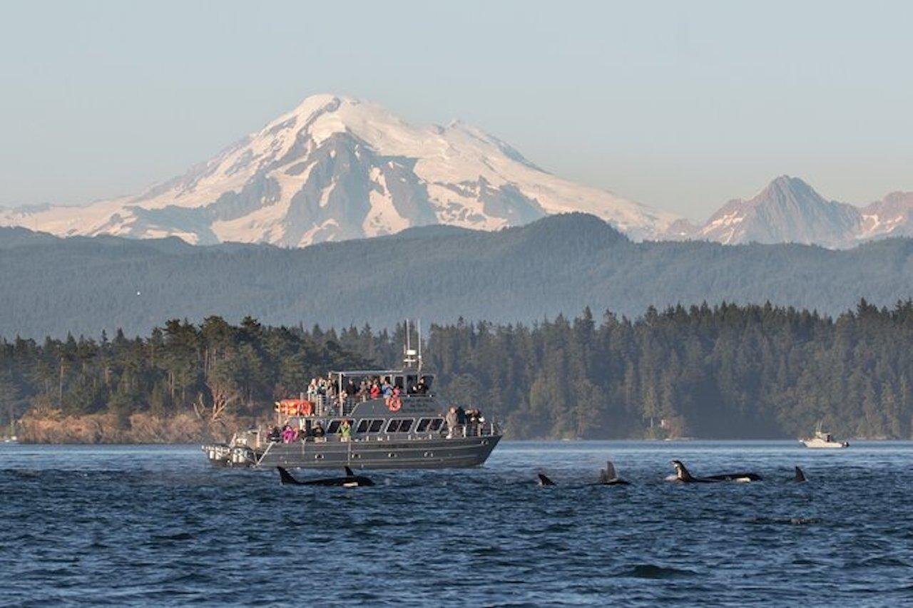 Orcas Island Fast Speedboat Whale Watching Tour