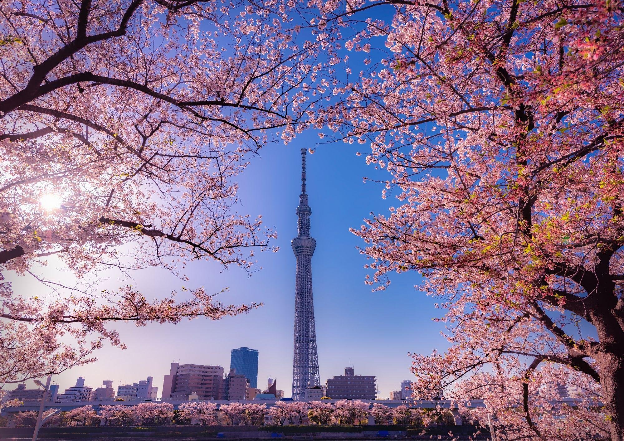 Asakusa Authentic Sushi Crafting Workshop