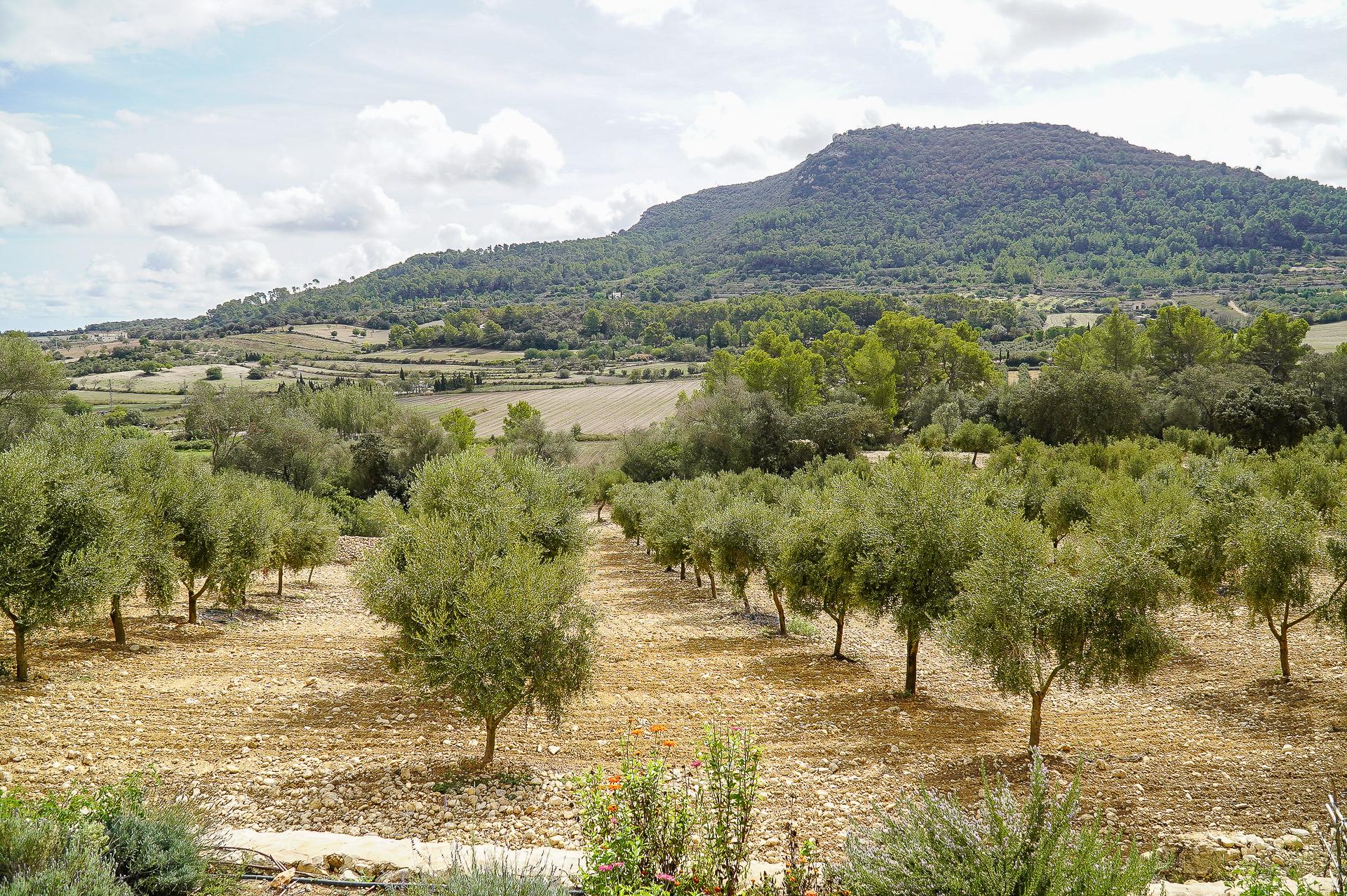 olive oil tasting in Mallorca — photo 5
