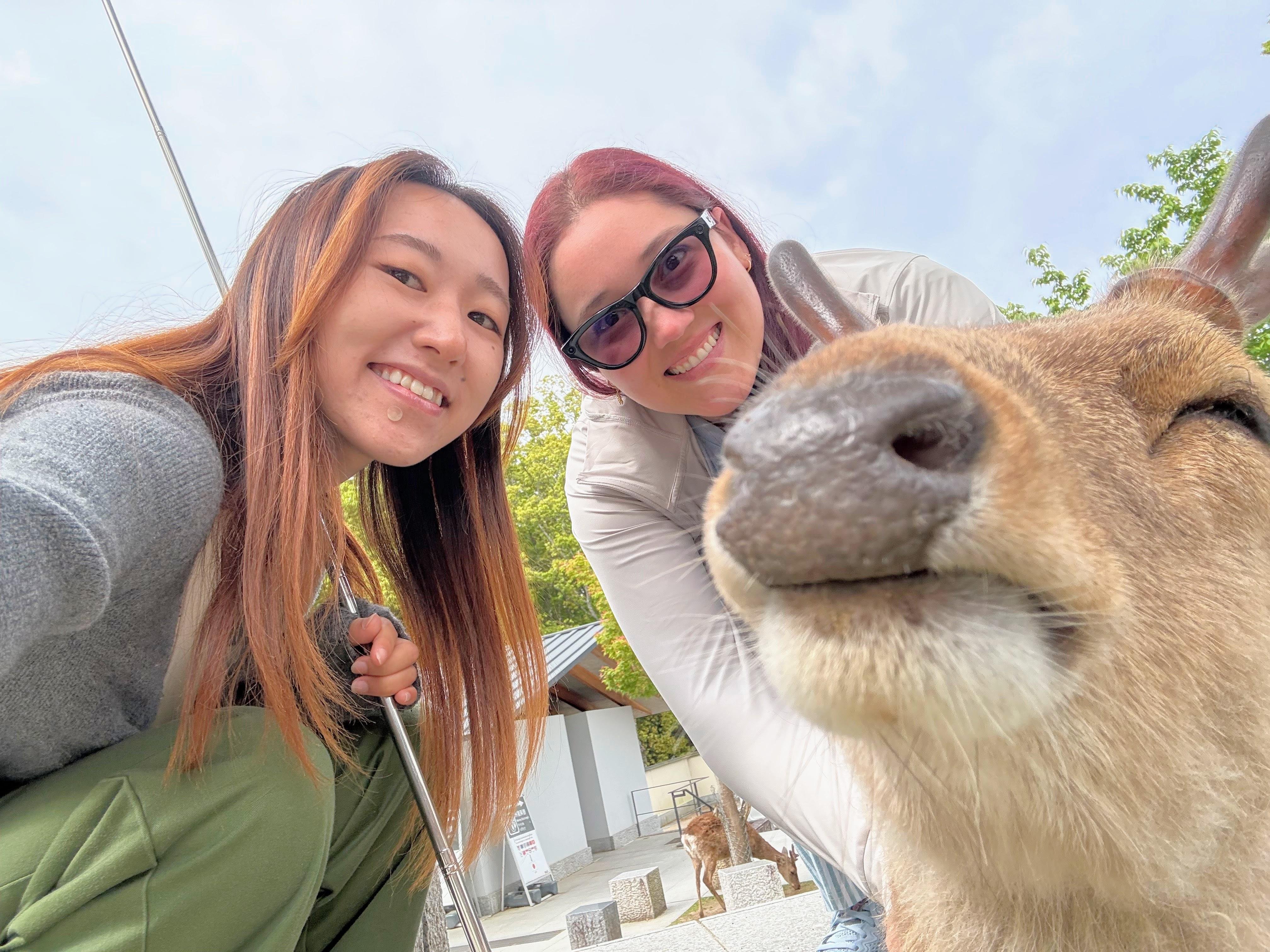 Nara Guided Half-Day Morning Tour from Kyoto