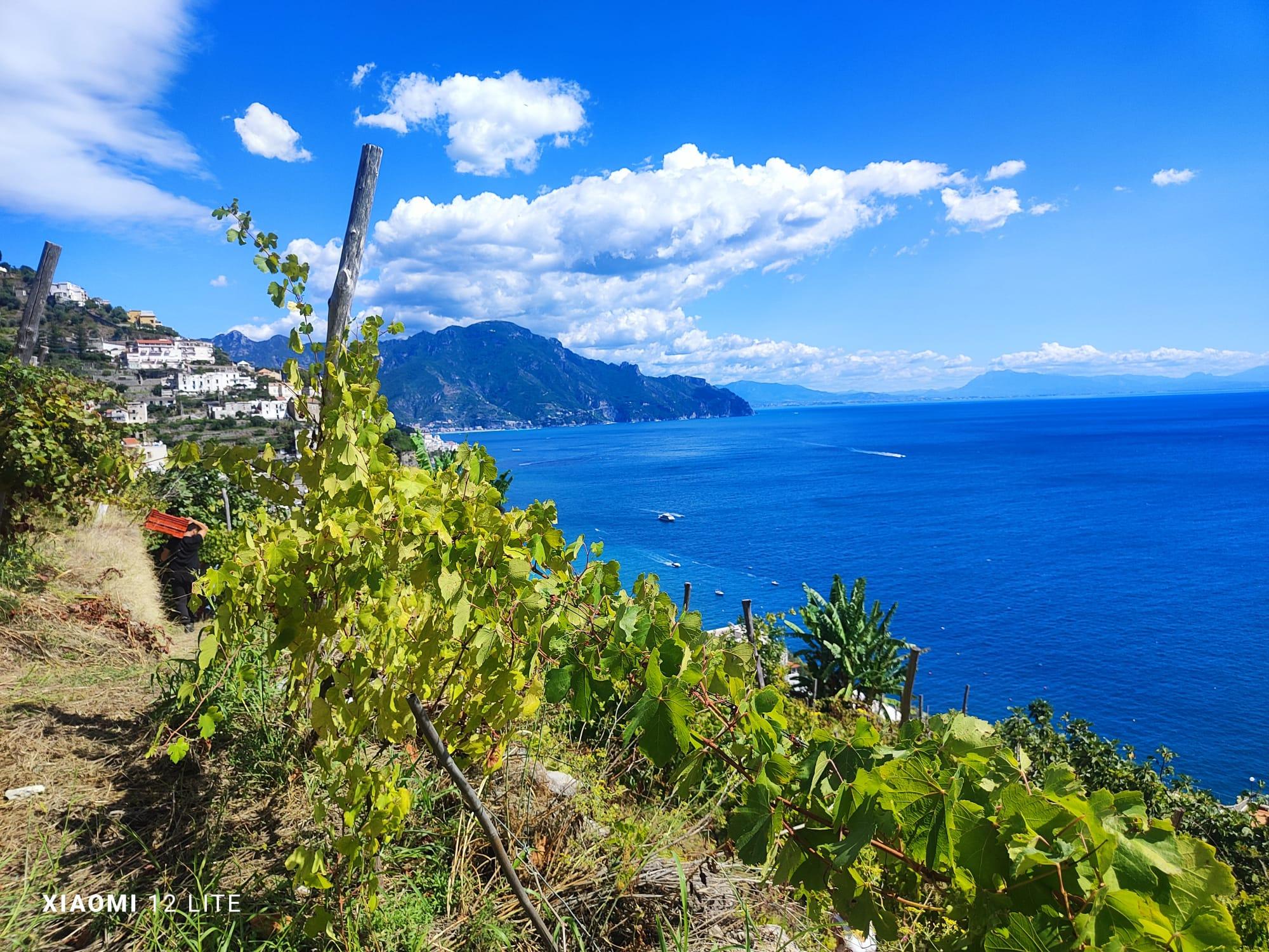 Amalfi Coast Vineyard & Lemon Grove Experience