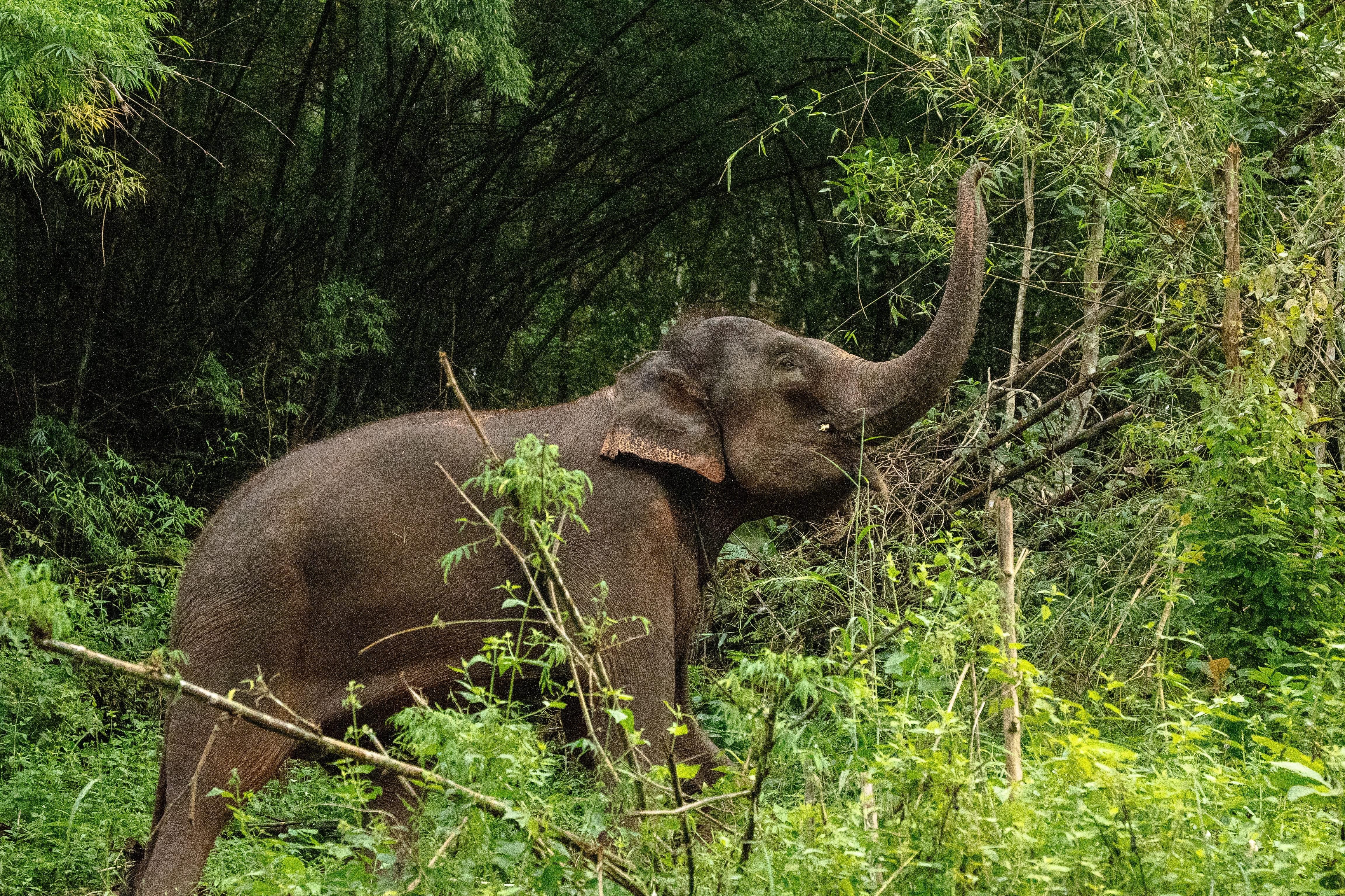 Elephant Feeding & Bathing Experience in Phuket