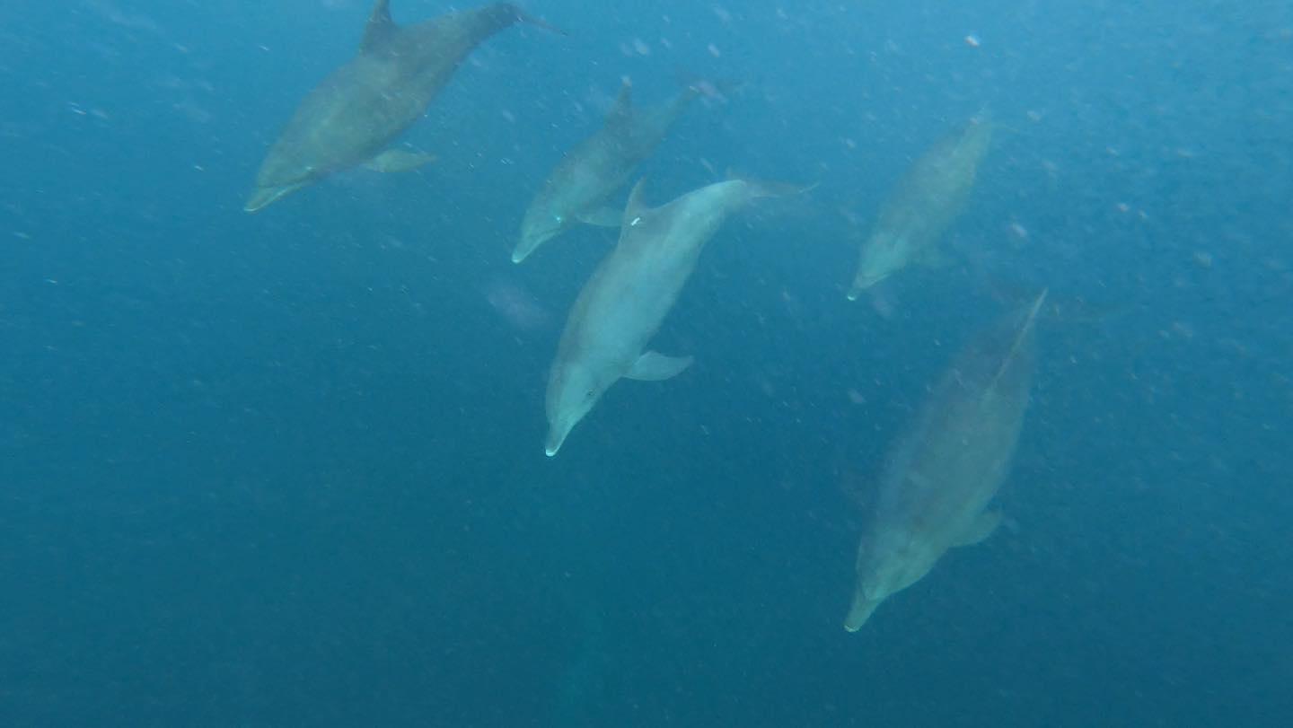 Kizimkazi Dolphin Tour – Zanzibar