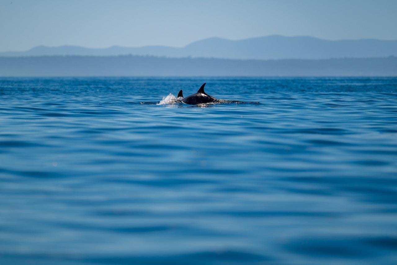 Lisbon Ocean Safari with Marine Biologists