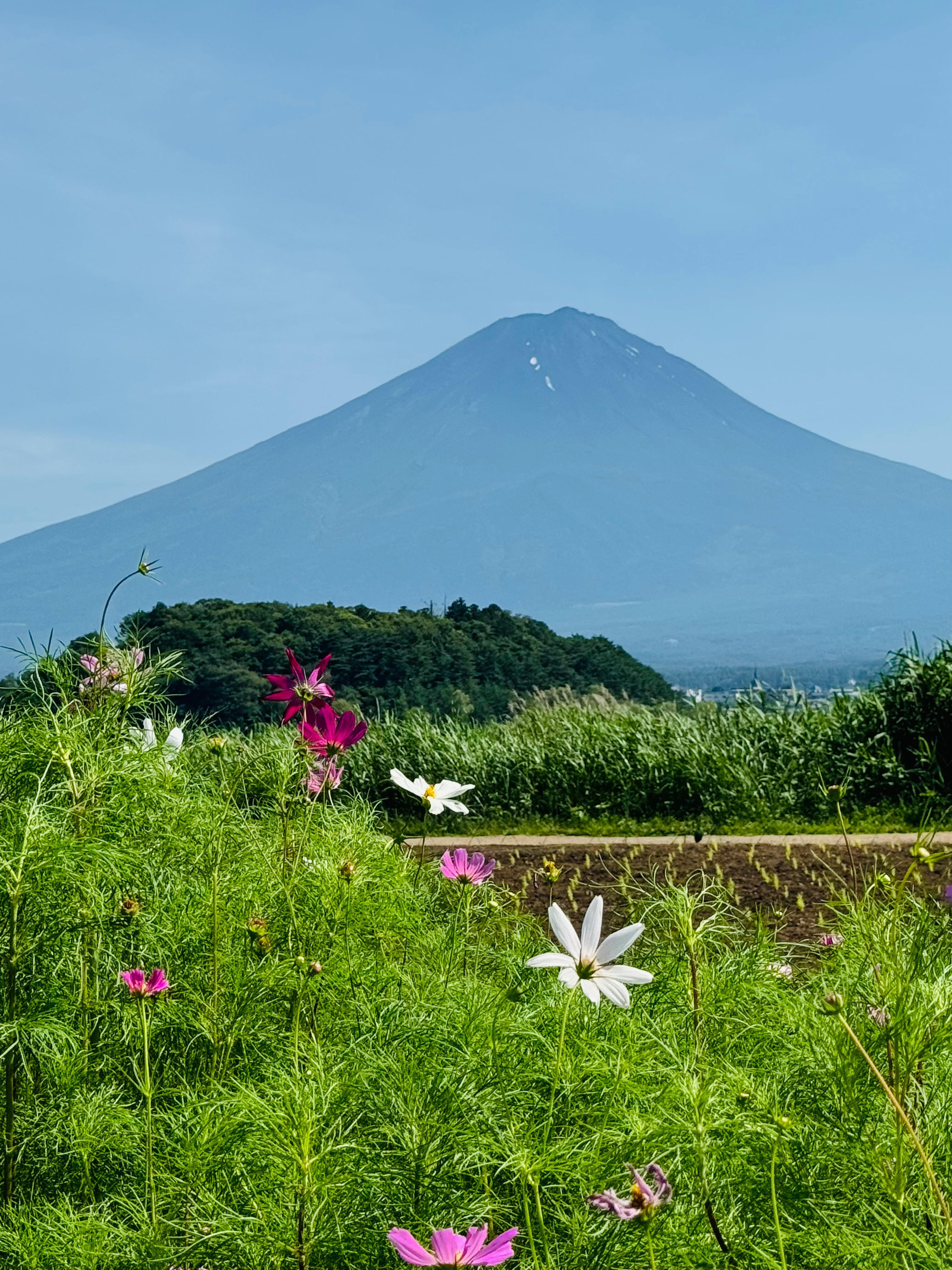 Tokyo to Mt. Fuji & Hakone: Private Full-Day Tour with English Driver