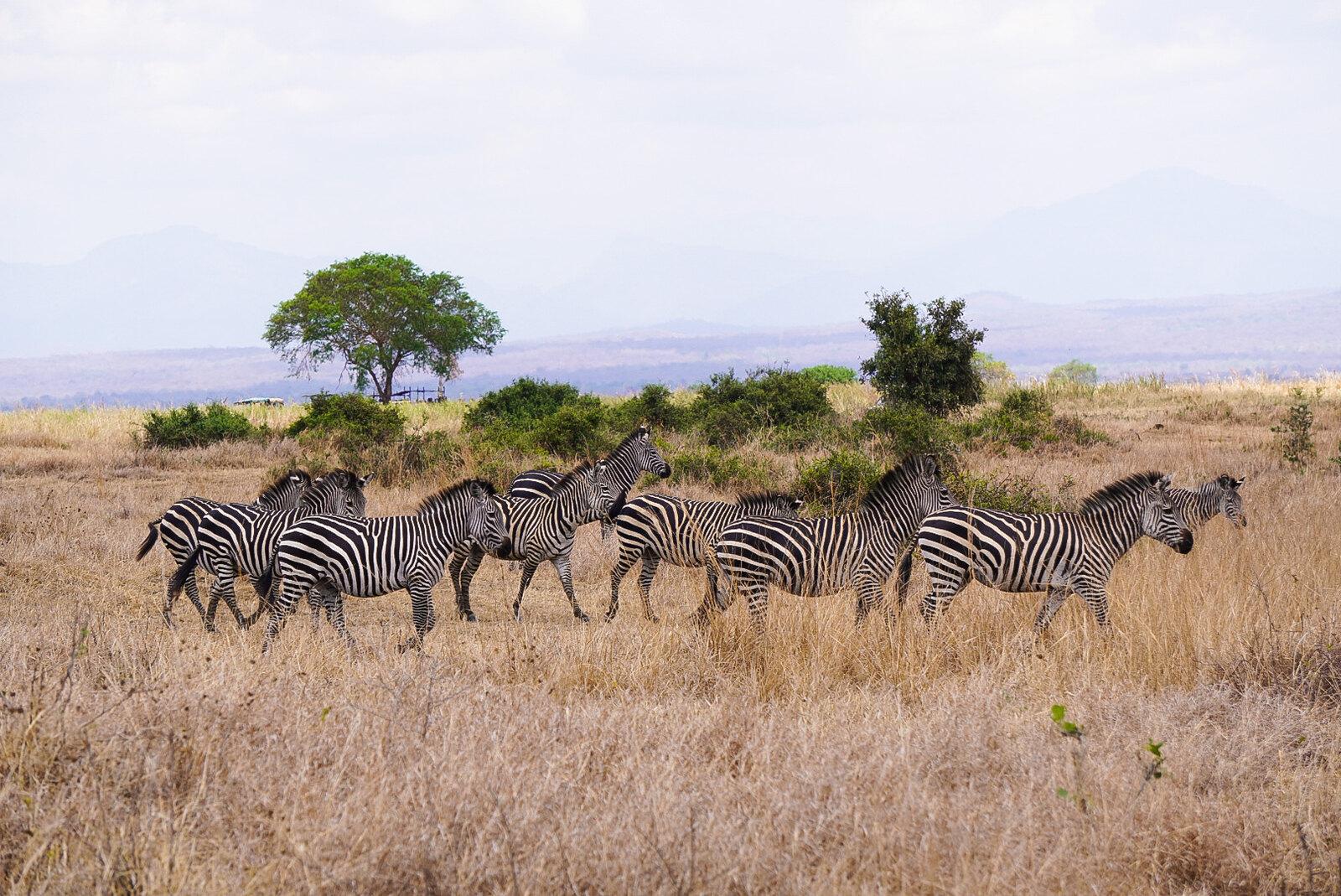 Zanzibar to Mikumi: Fly-In Safari Day Trip with Bush Lunch