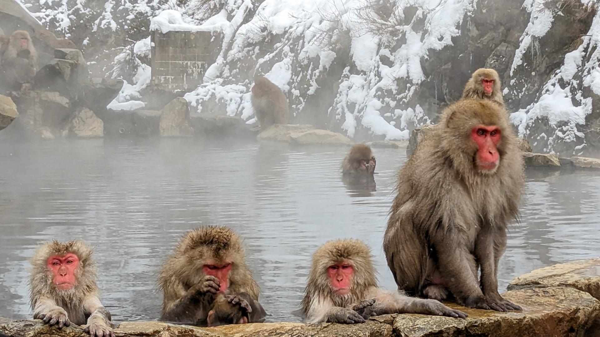 Jigokudani Snow Monkey Park Guided Tour from Nagano