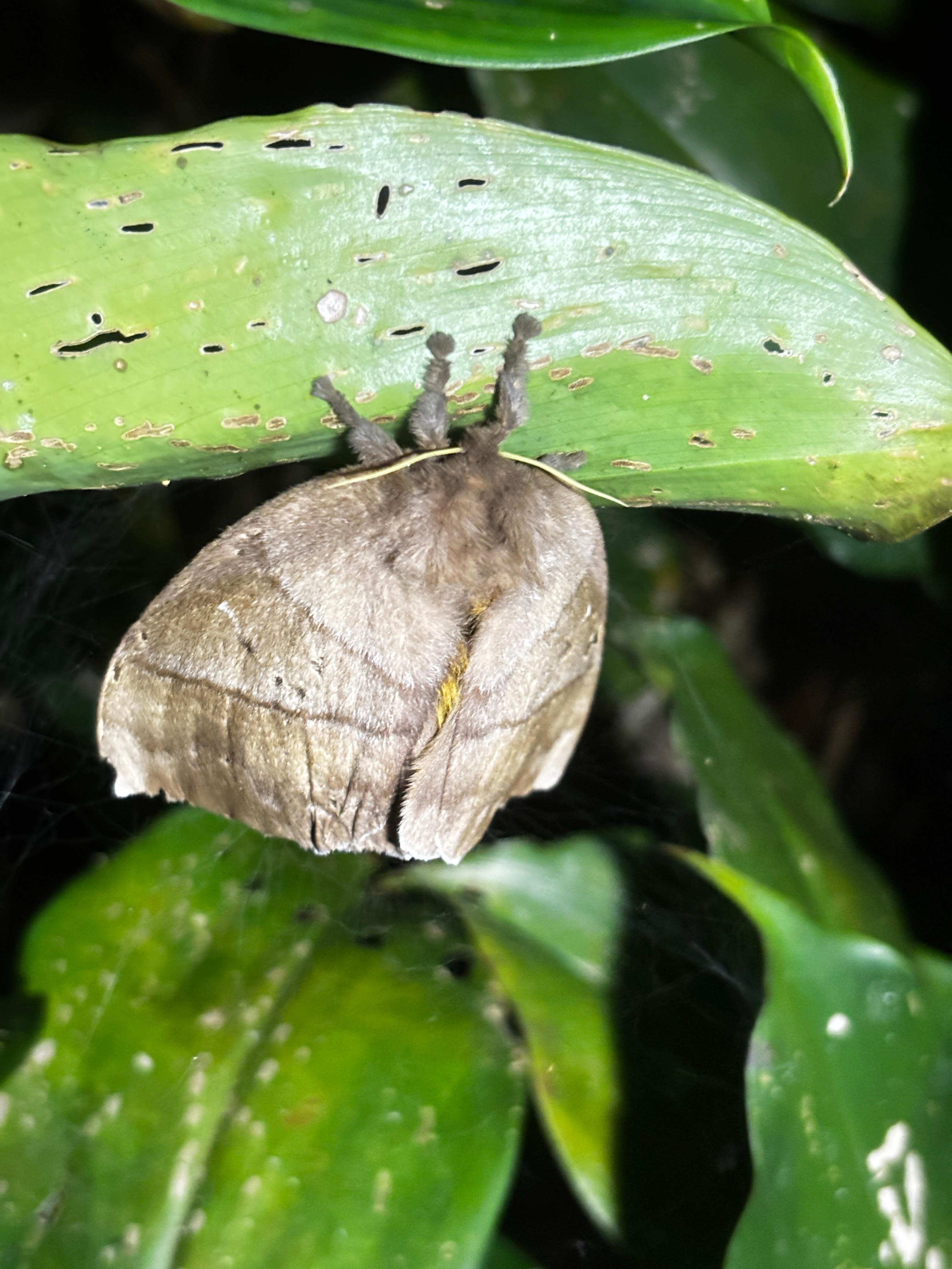Tortuguero 2-Day Eco Adventure: Canoe, Jaguar Trail, Night Walk & Turtle Nesting