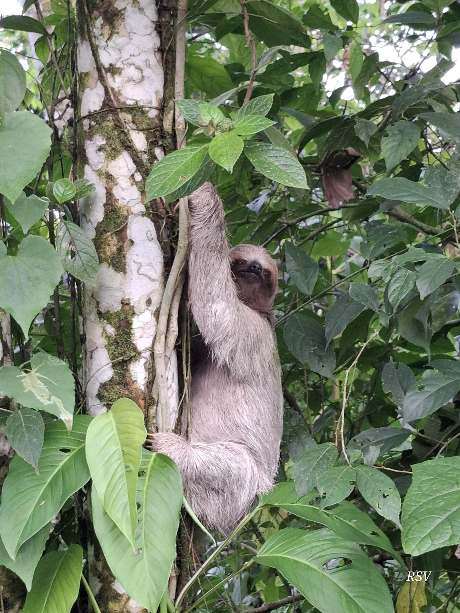 La Fortuna Private Rainforest Sloth Tour with Guaranteed Sighting