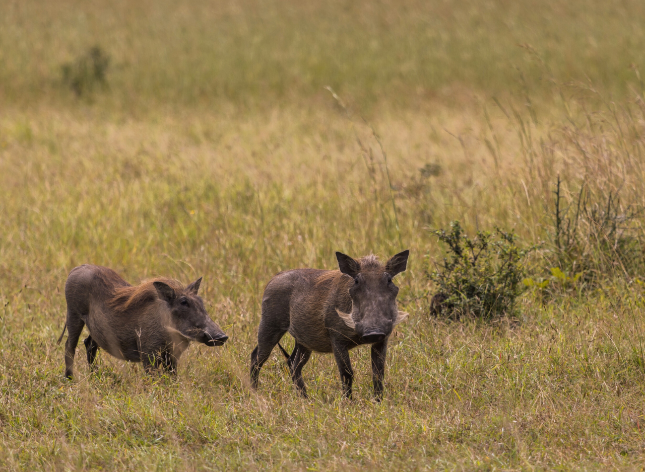 Zanzibar to Mikumi: Fly-In Safari Day Trip by Twin-Engine Plane
