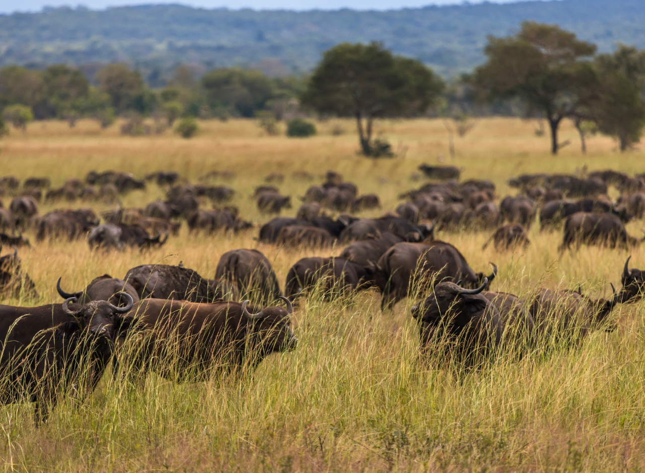 Zanzibar to Mikumi: Fly-In Safari Day Trip by Twin-Engine Plane