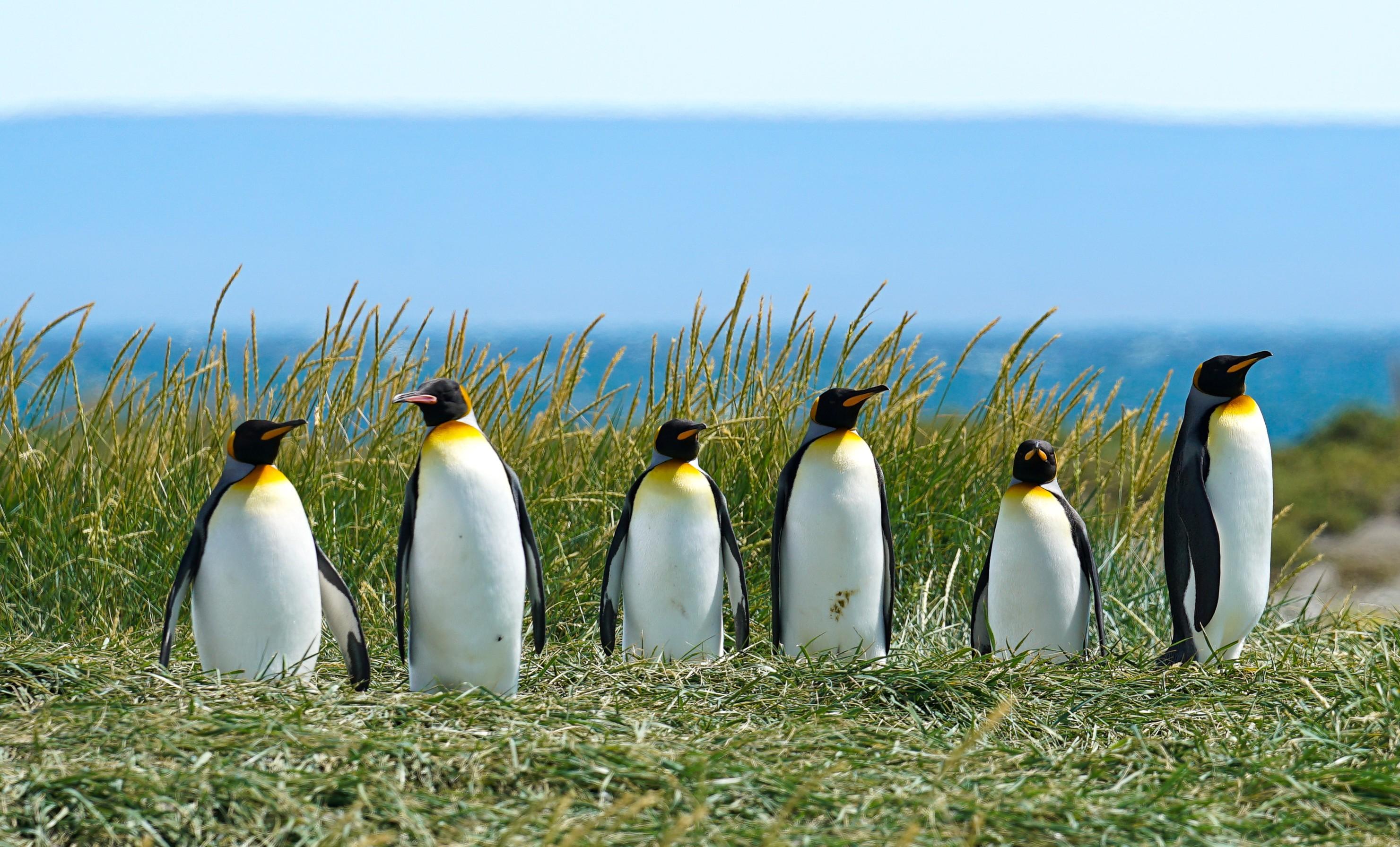 Punta Arenas: Full Day Tierra del Fuego & King Penguins