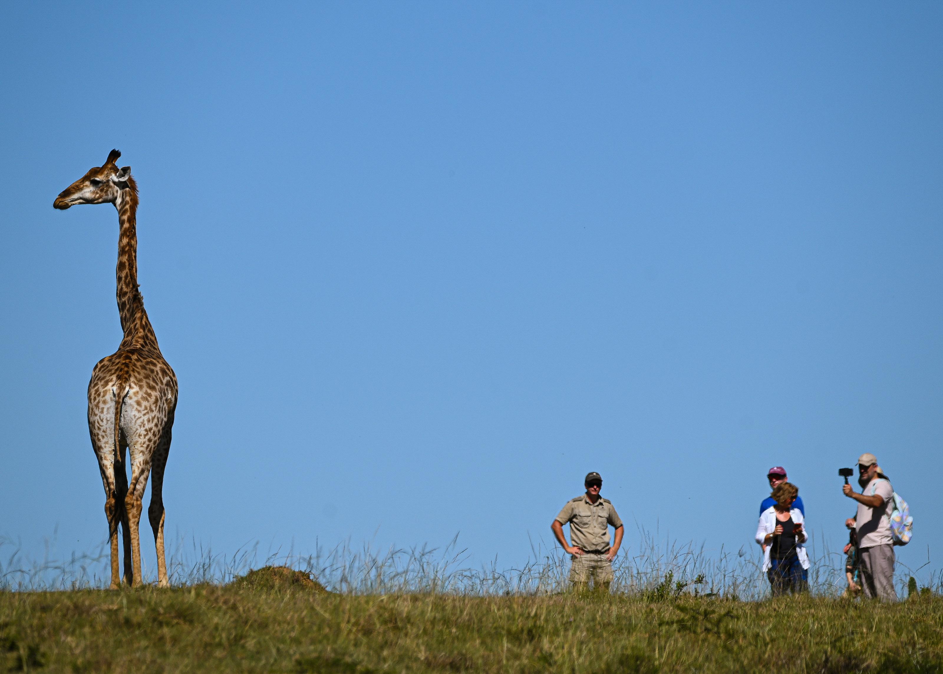 Giraffe Tracking Walking Safari