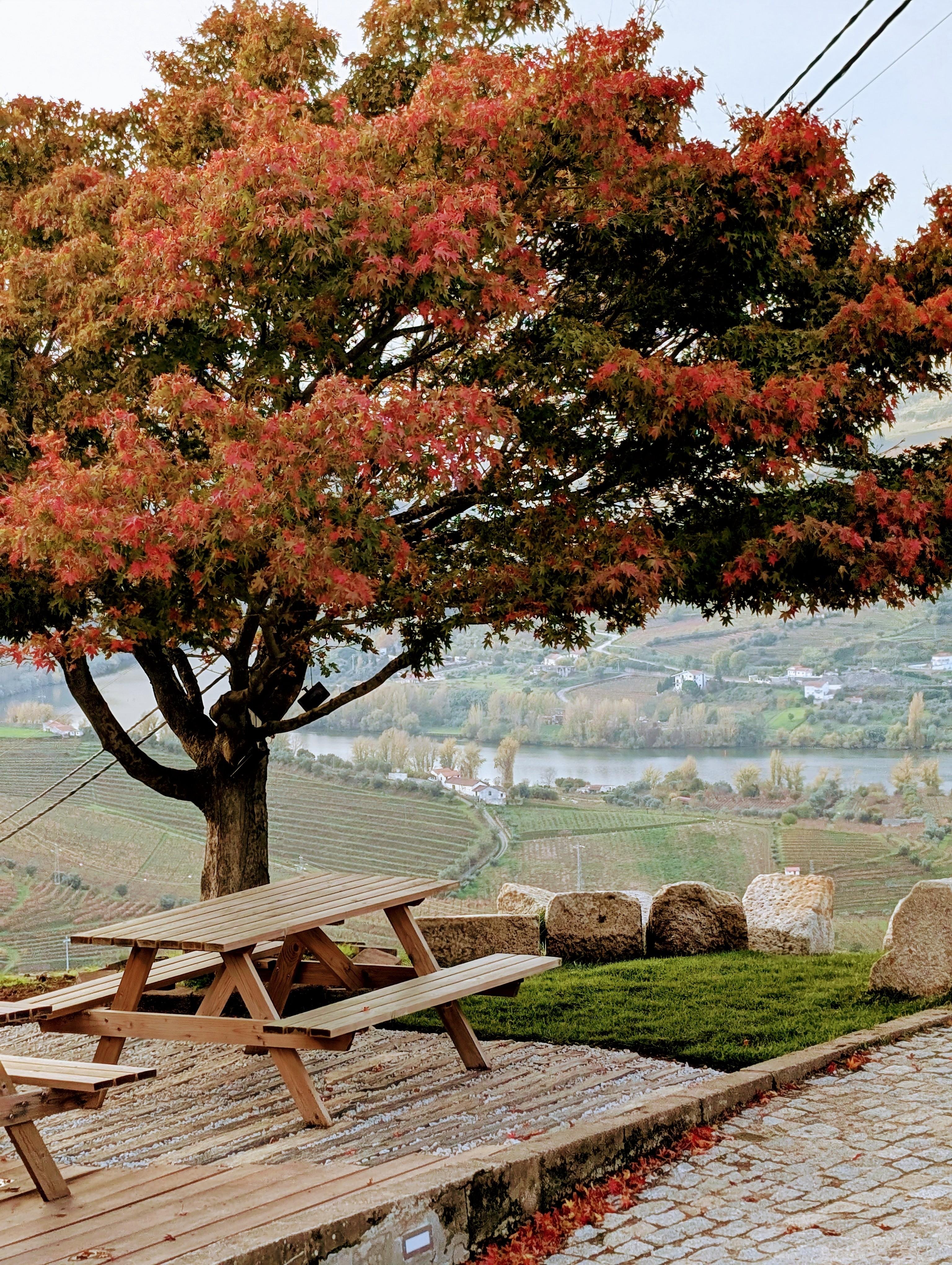 Porto: Douro Valley & Vinho Verde Day Tour with Tastings, Lunch & Boat Cruise