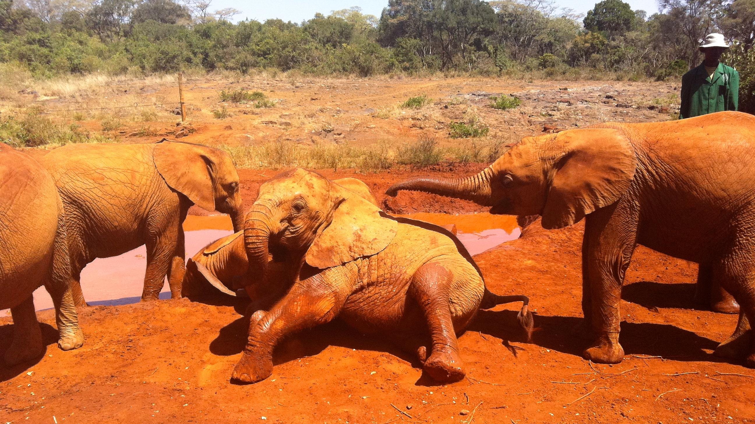 David Sheldrick Wildlife Trust Orphanage Guided Tour
