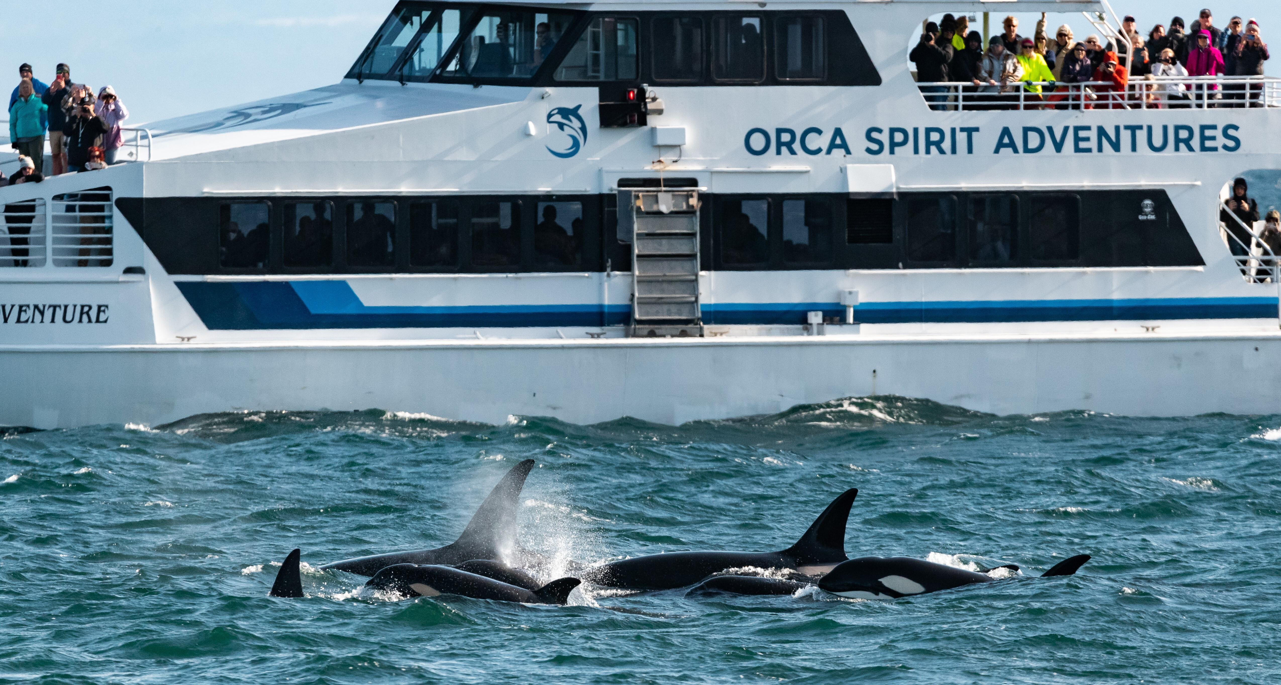 Vancouver whale watching tour — orcas and marine wildlife in the Salish Sea — image 6