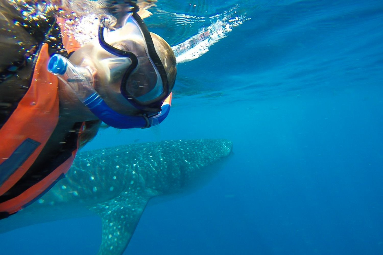 Whale Shark Snorkel Adventure from Playa del Carmen